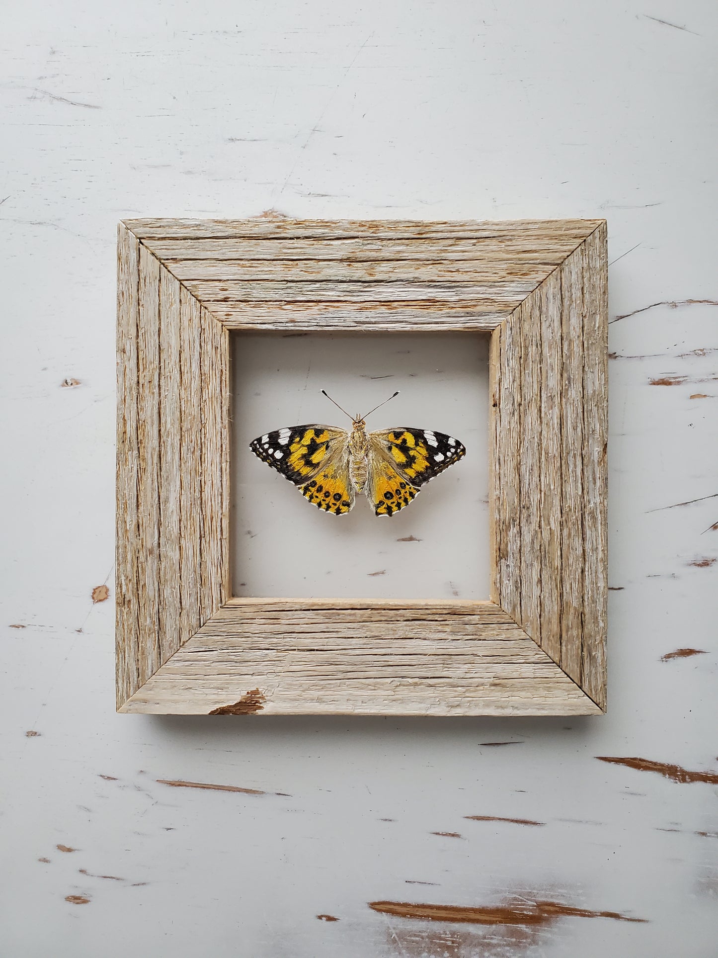 Painted Lady