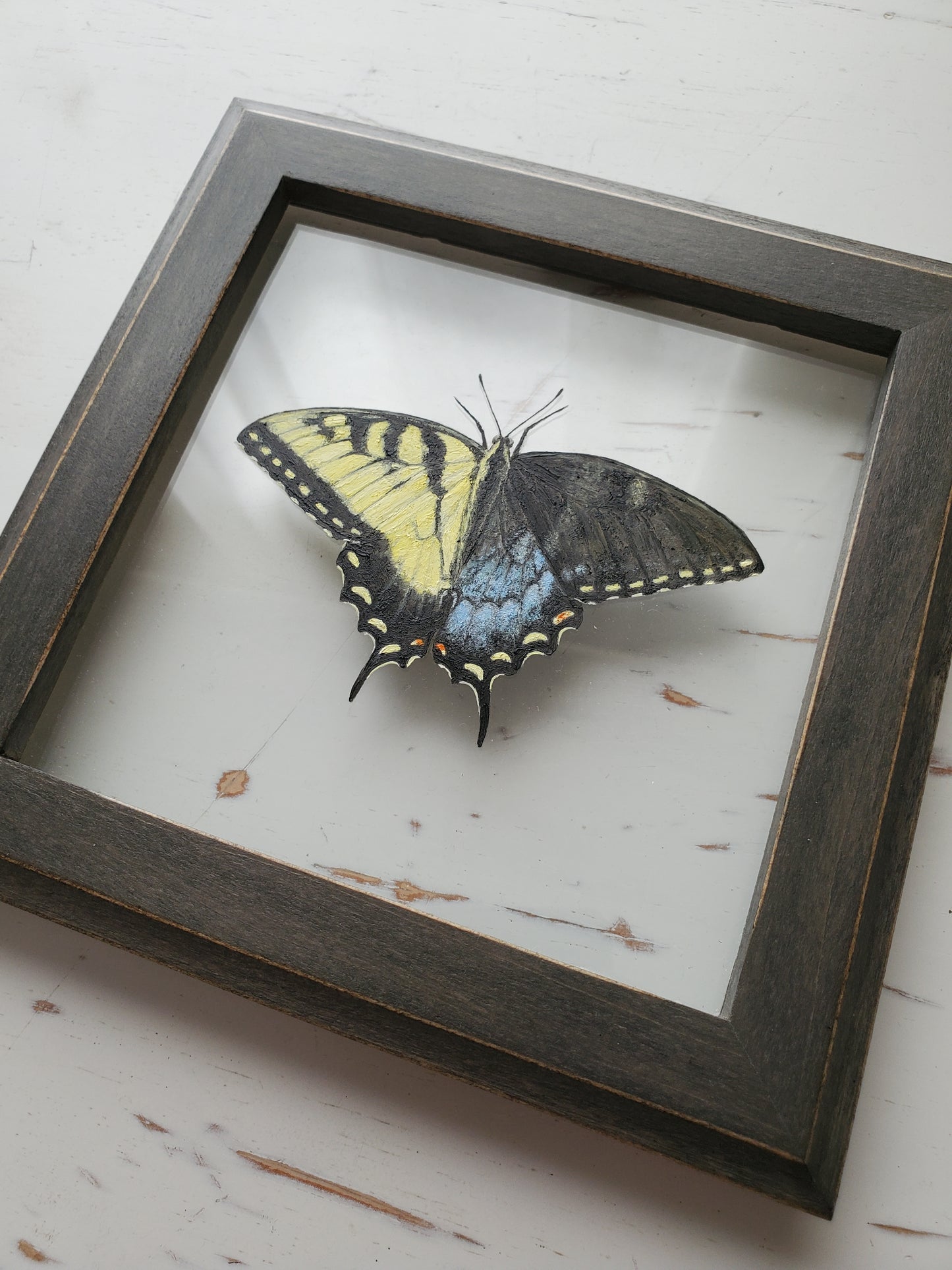 Tiger Swallowtail (Gynandromorph)