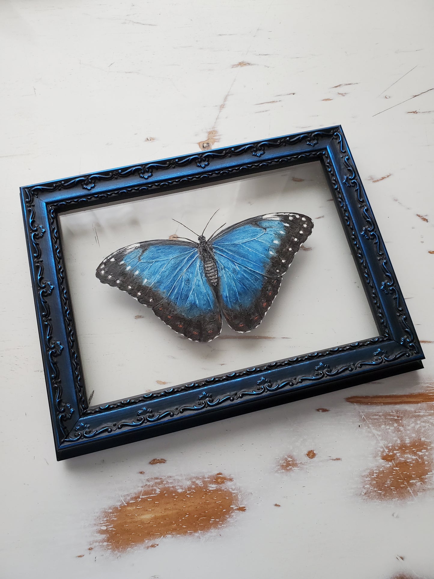 Blue Morpho