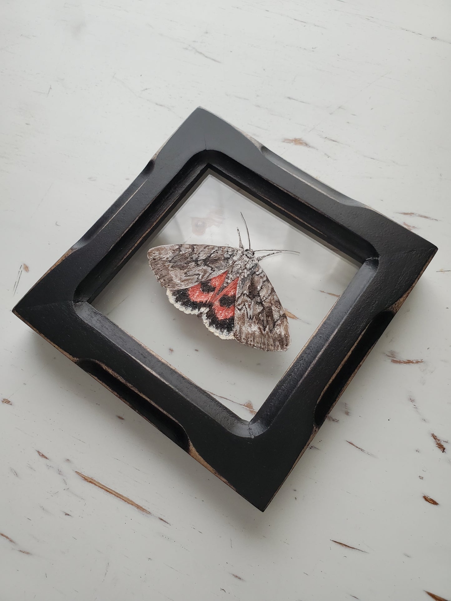 Sweetheart Underwing