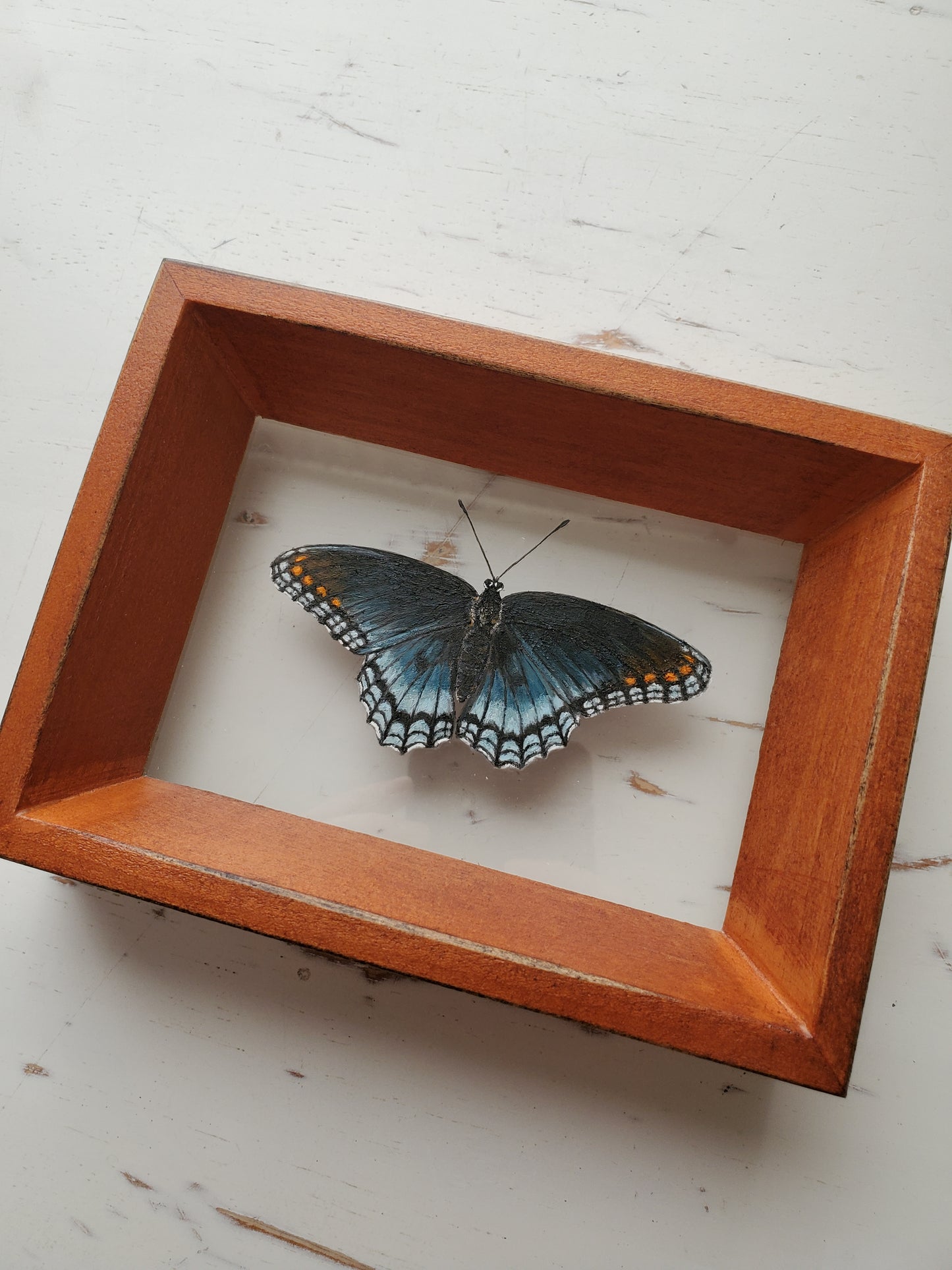 Red-spotted Purple