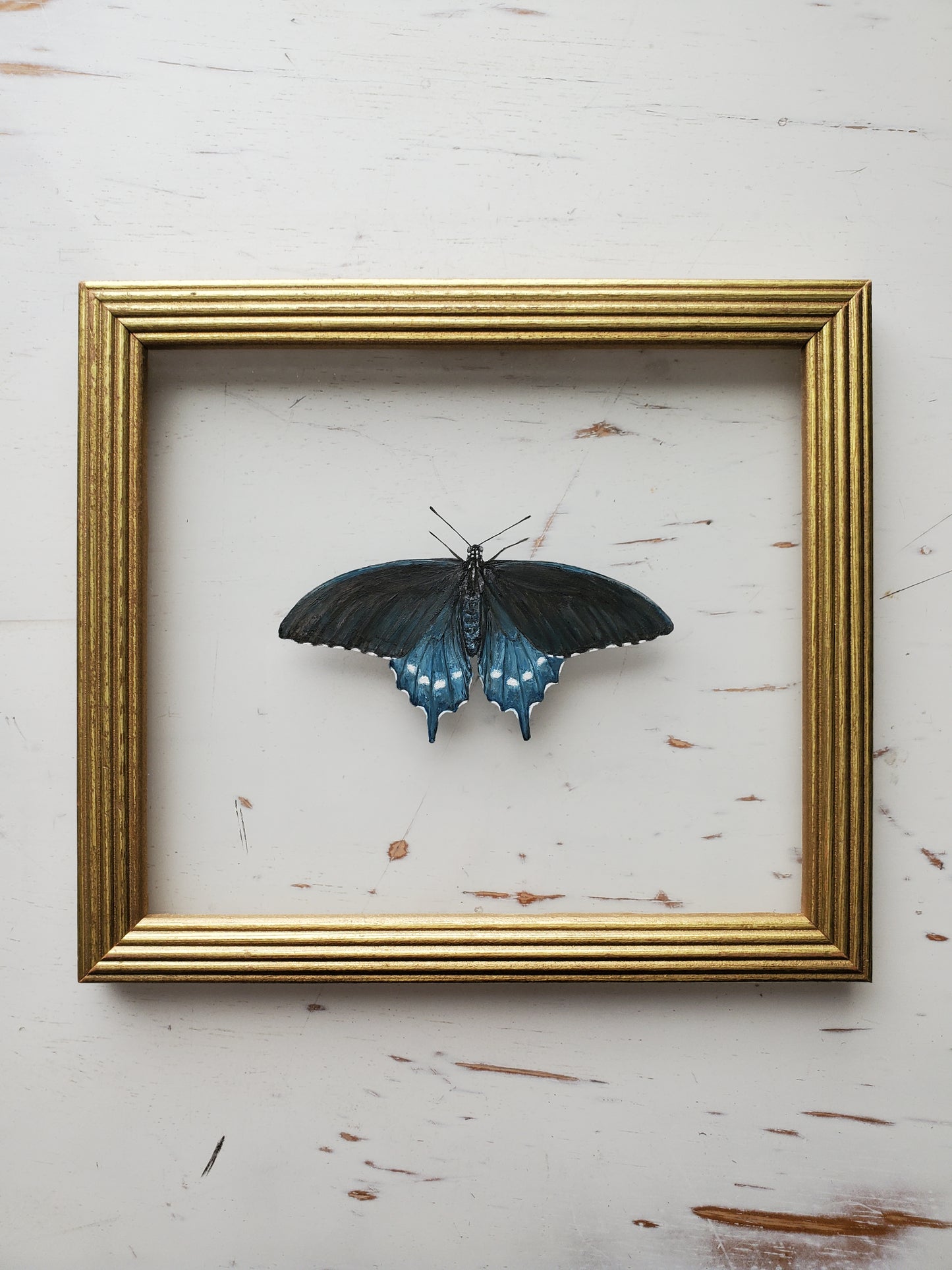 Pipevine Swallowtail
