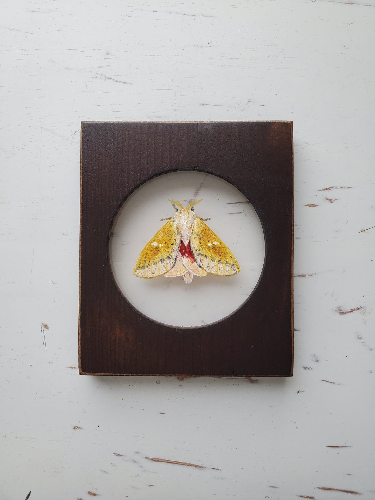 Honey Locust Moth