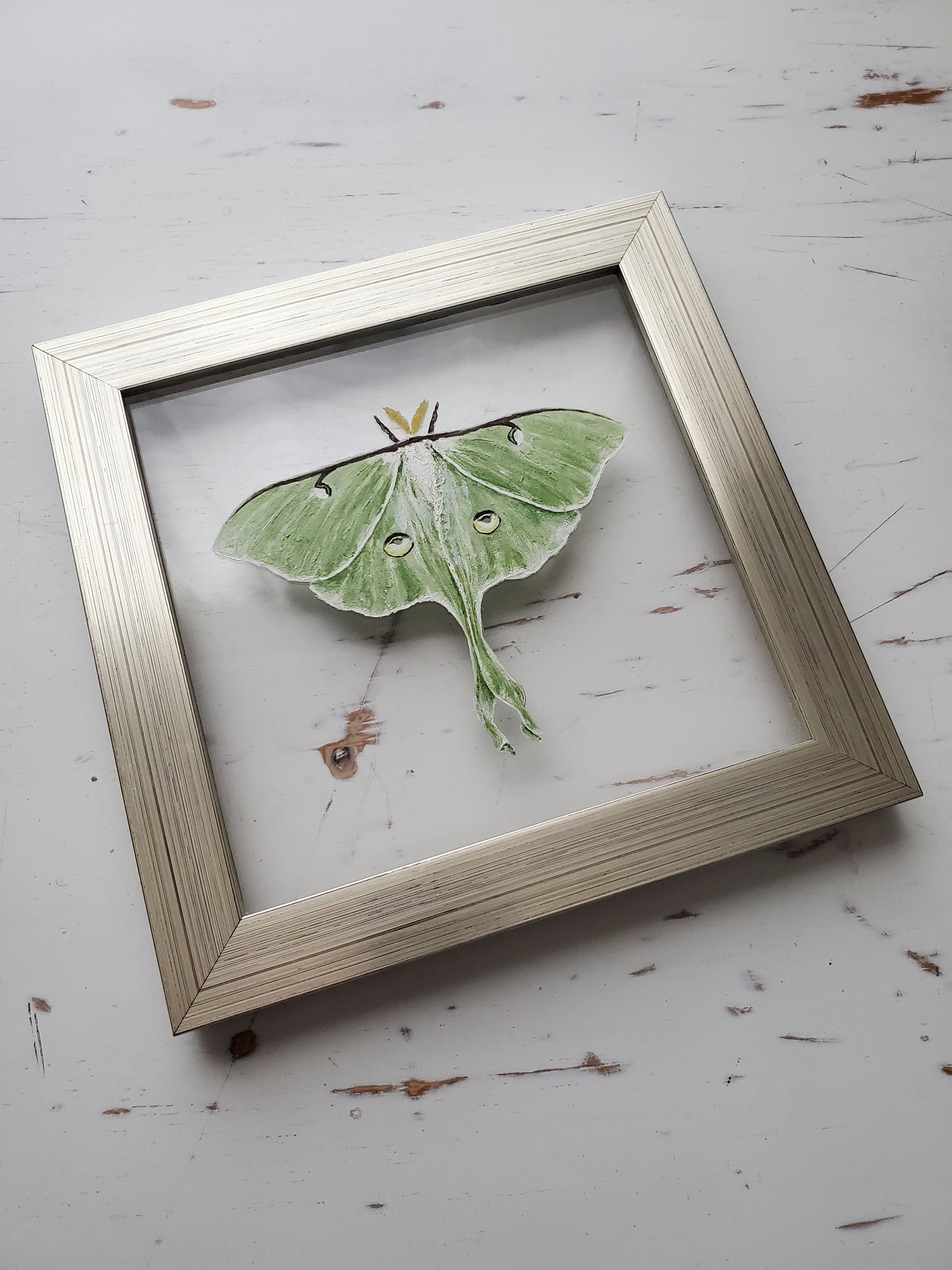 Luna Moth