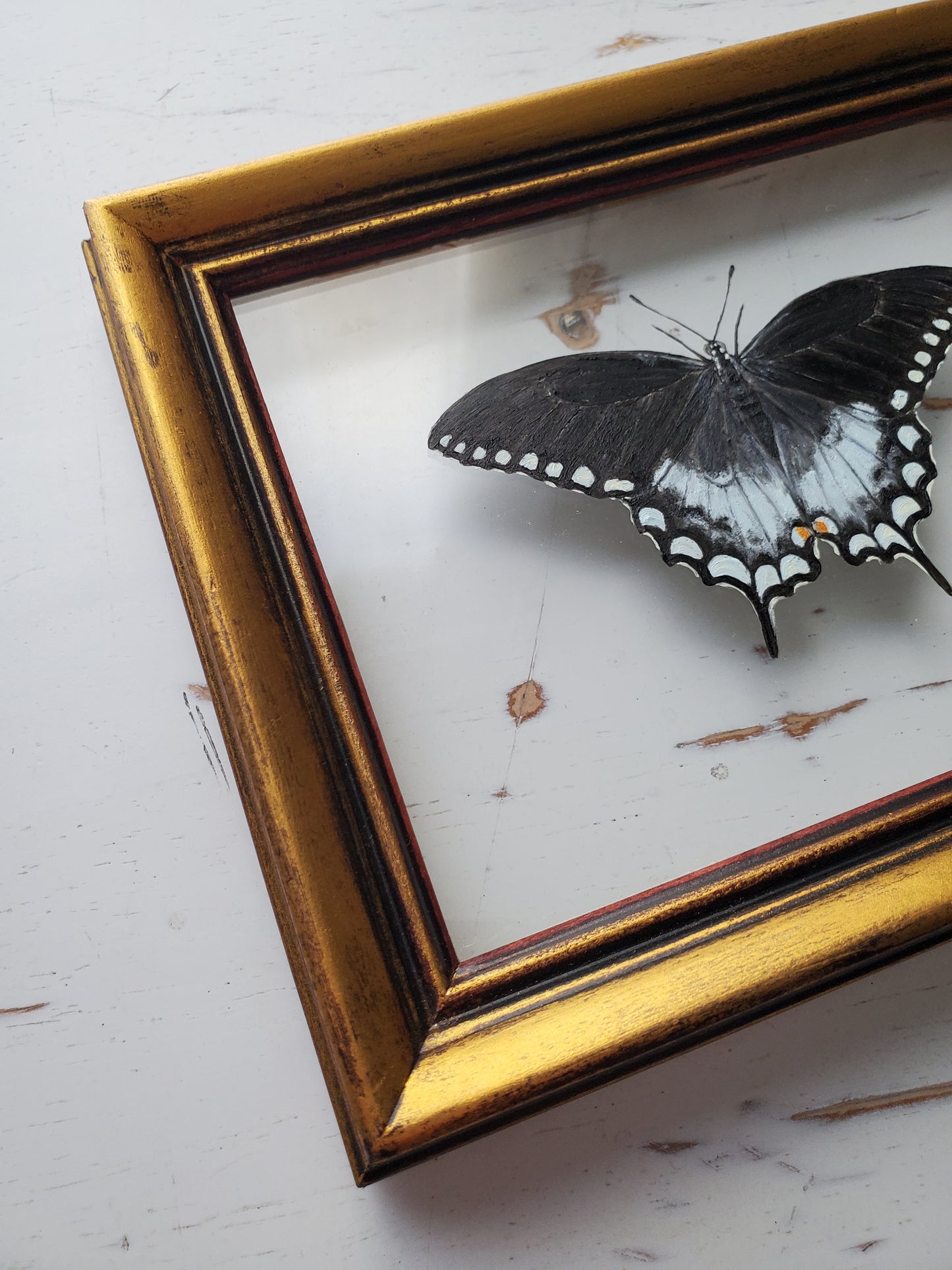 Spicebush Swallowtail