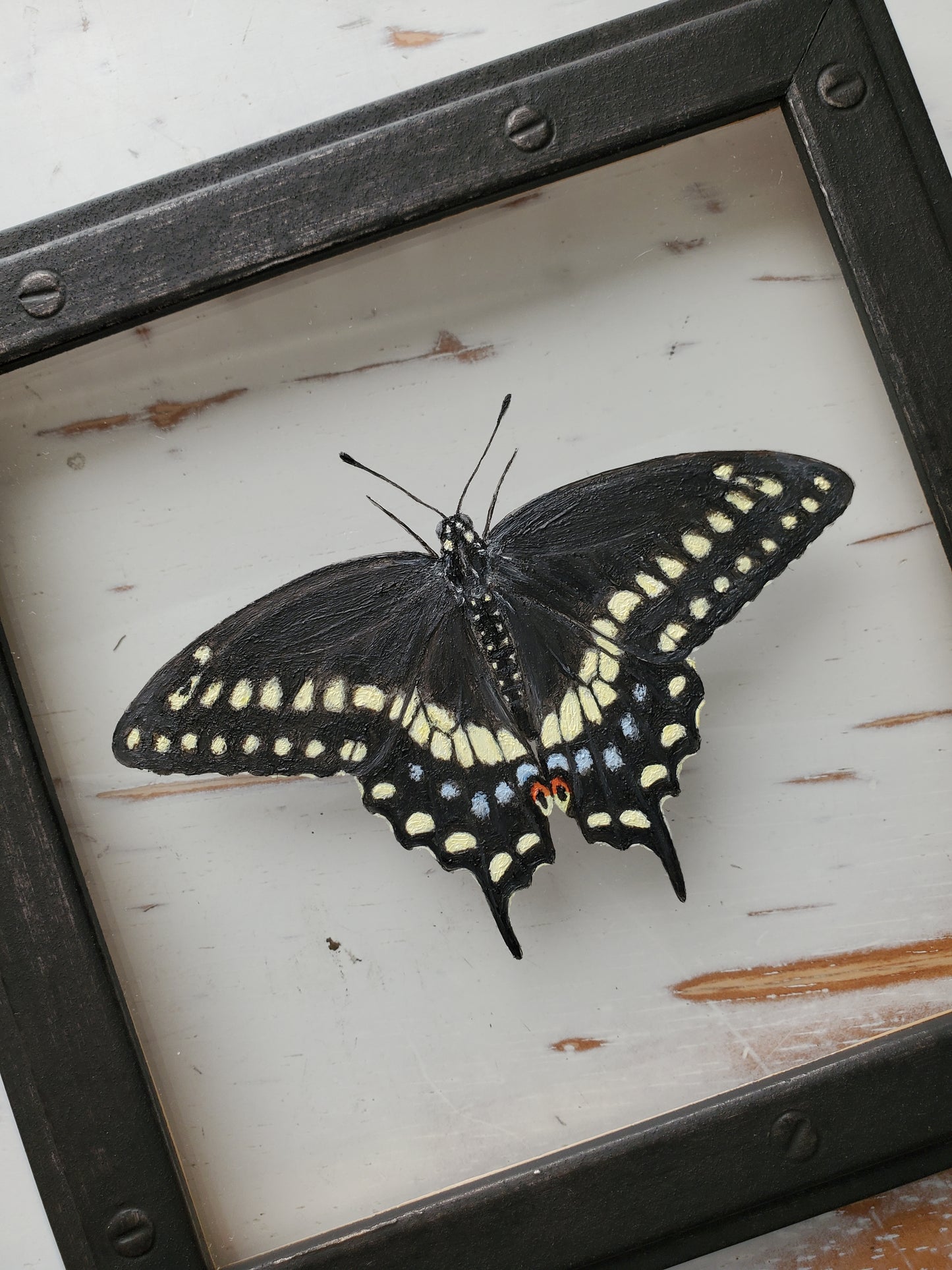 Black Swallowtail