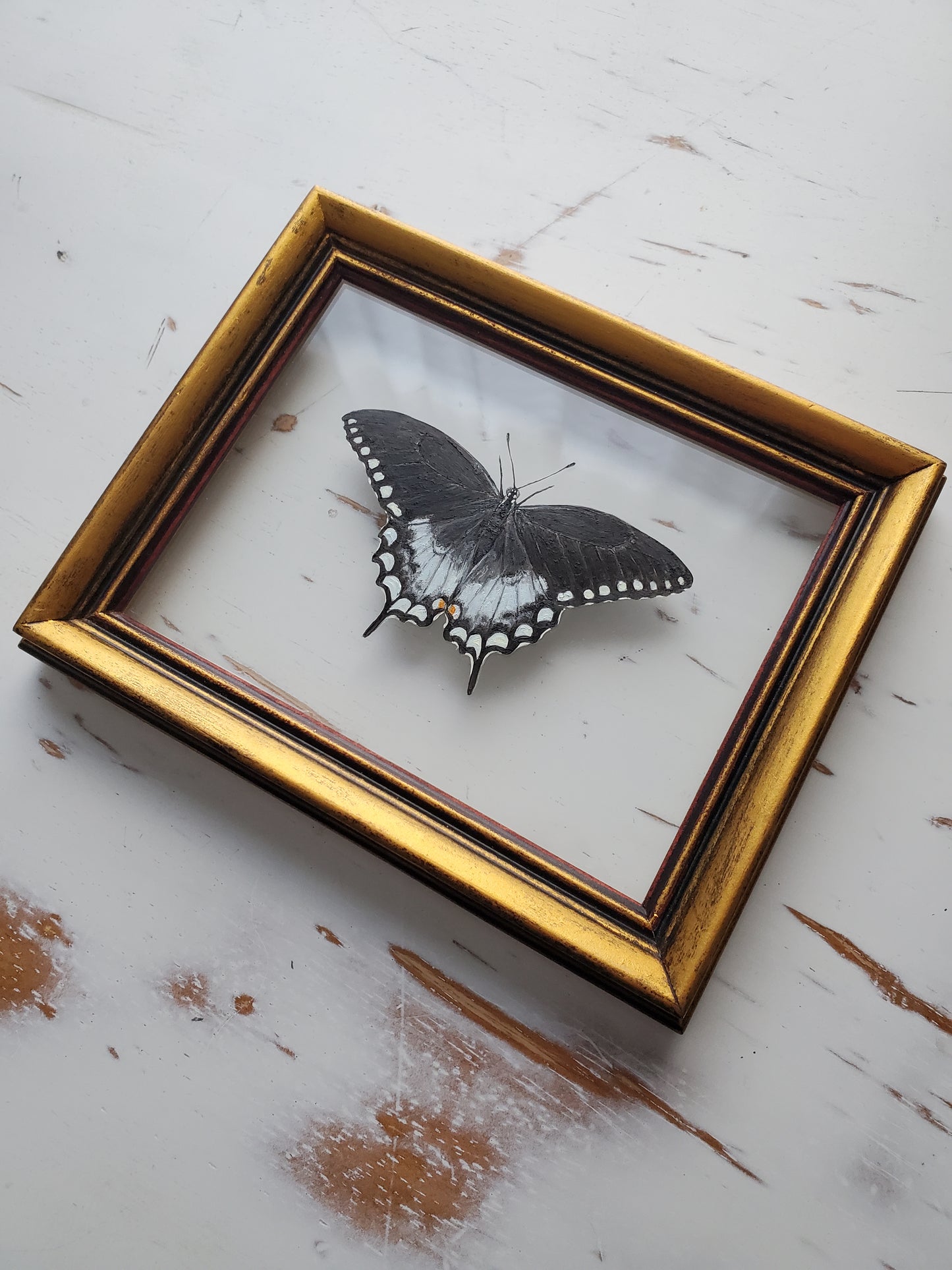Spicebush Swallowtail