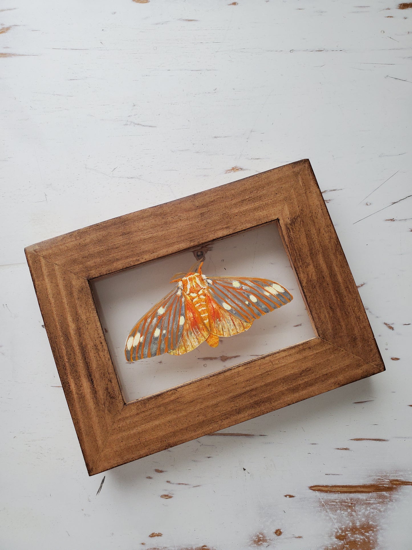 Regal Moth