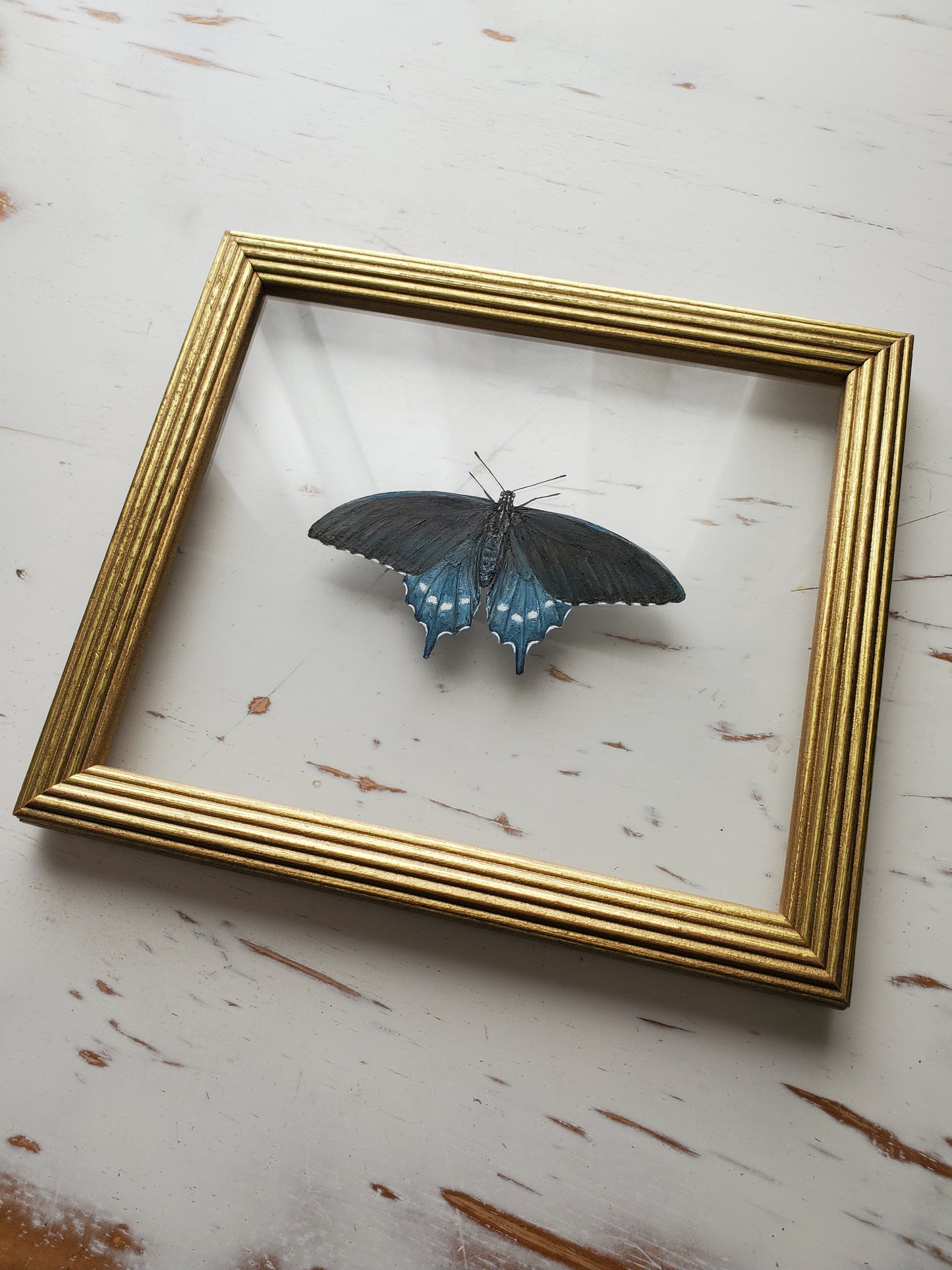 Pipevine Swallowtail