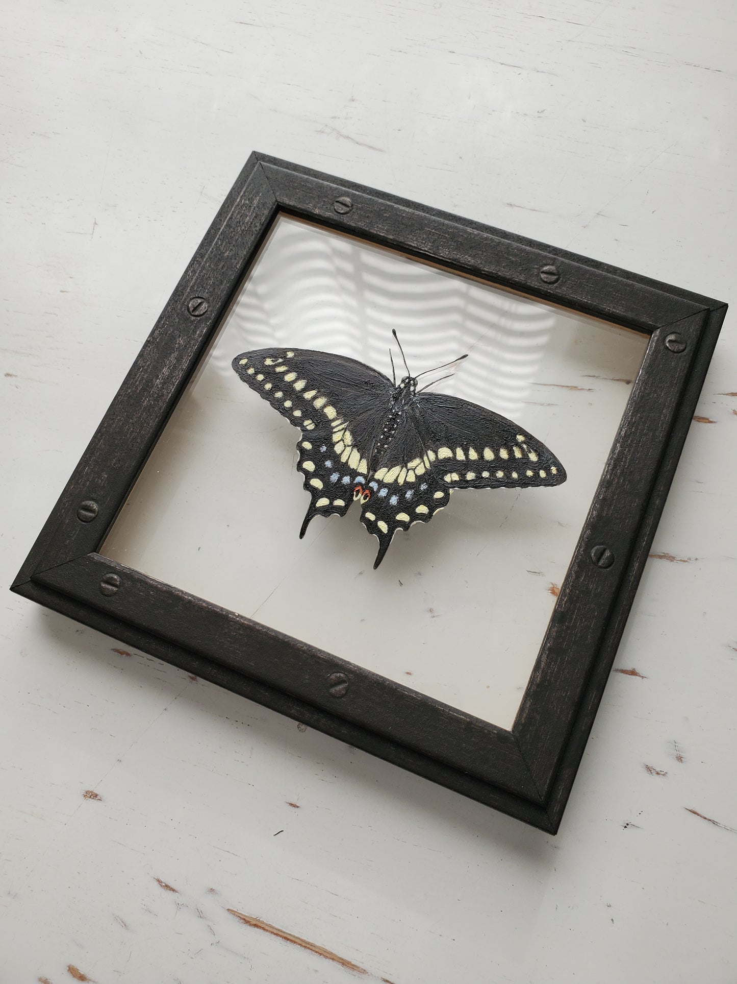 Black Swallowtail