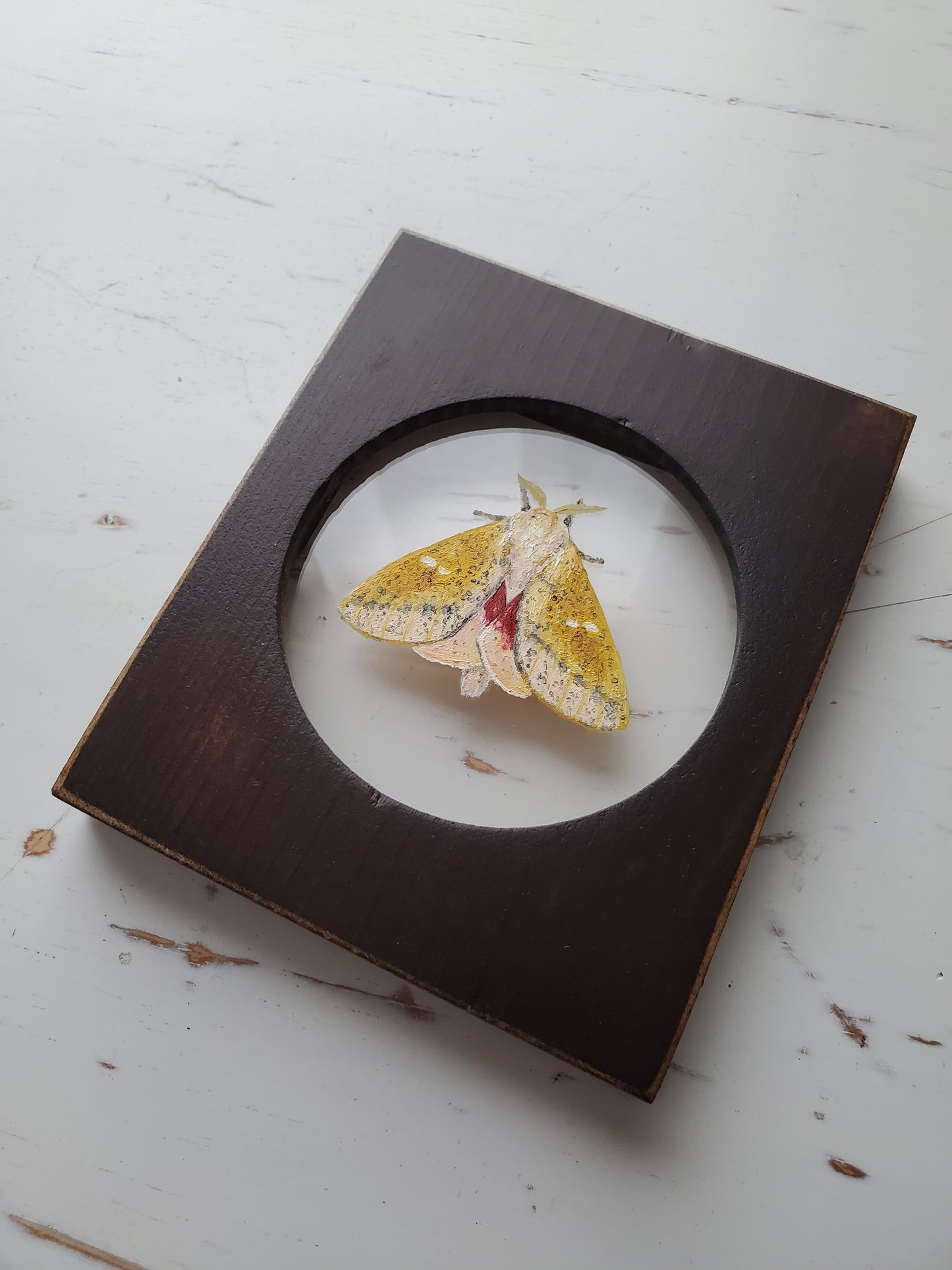 Honey Locust Moth