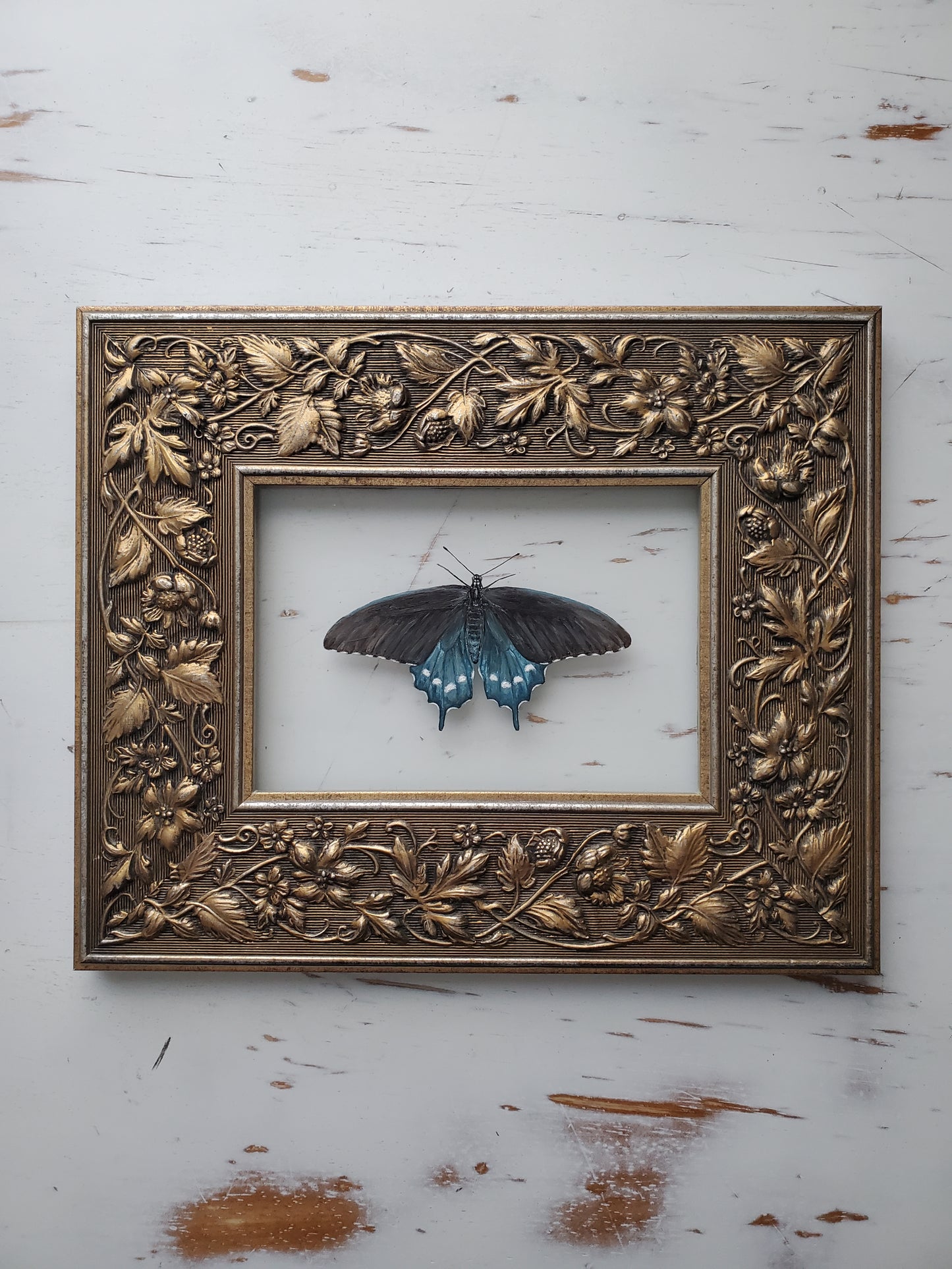 Pipevine Swallowtail