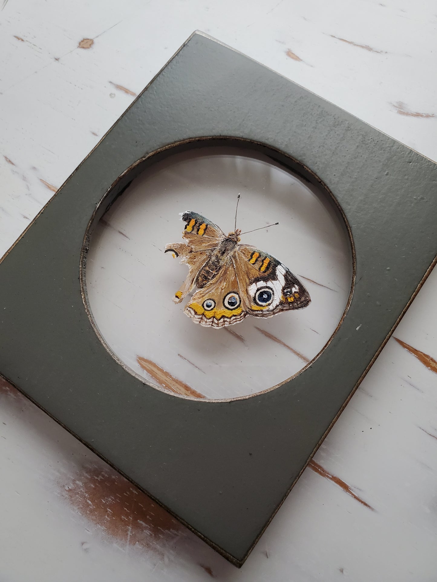 Common Buckeye