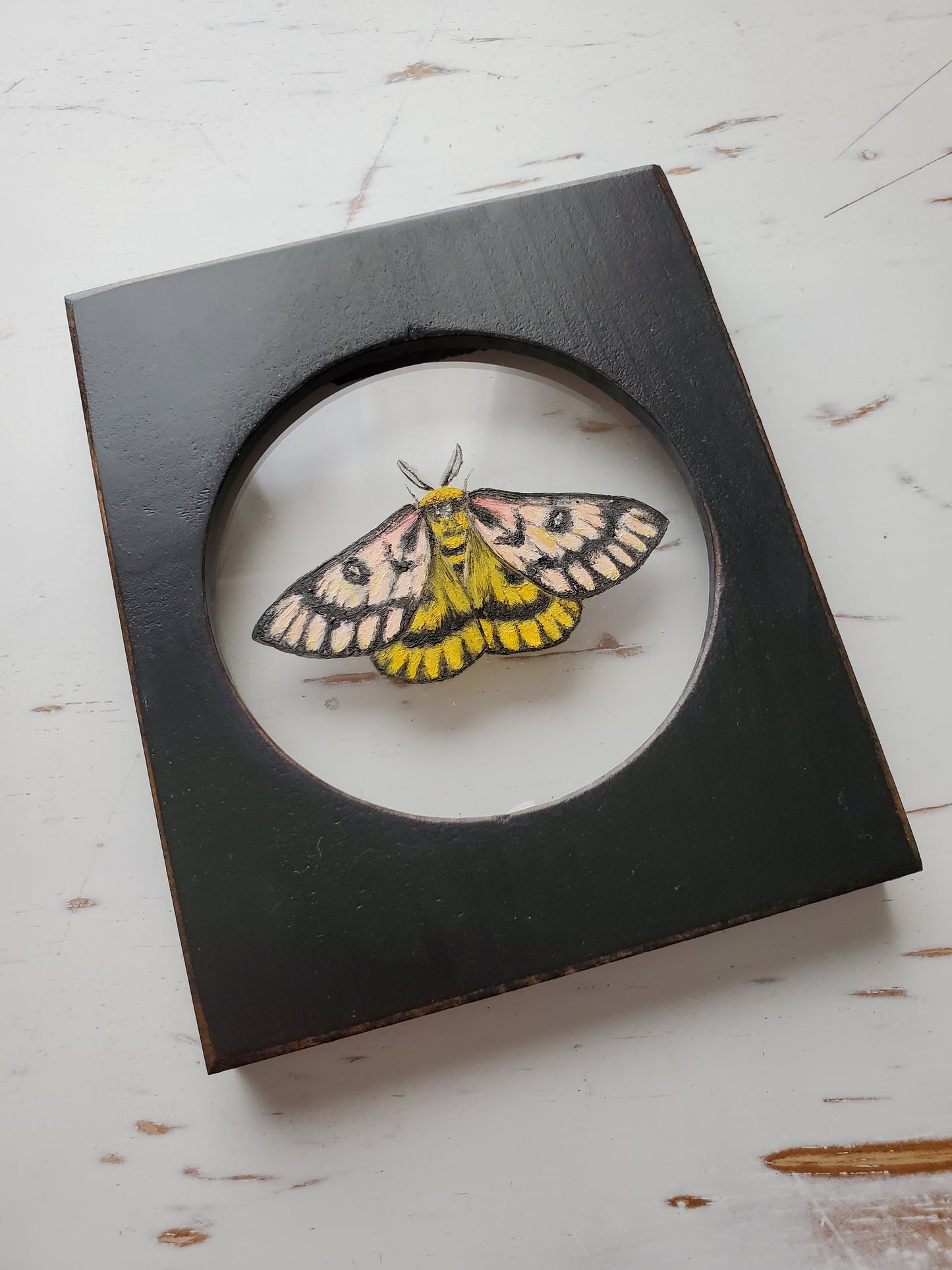 Sheep Moth