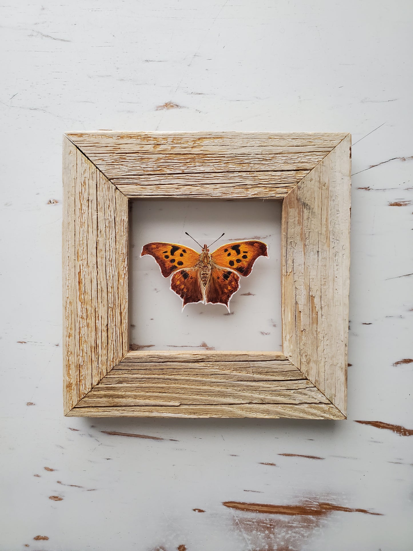 Question Mark Butterfly