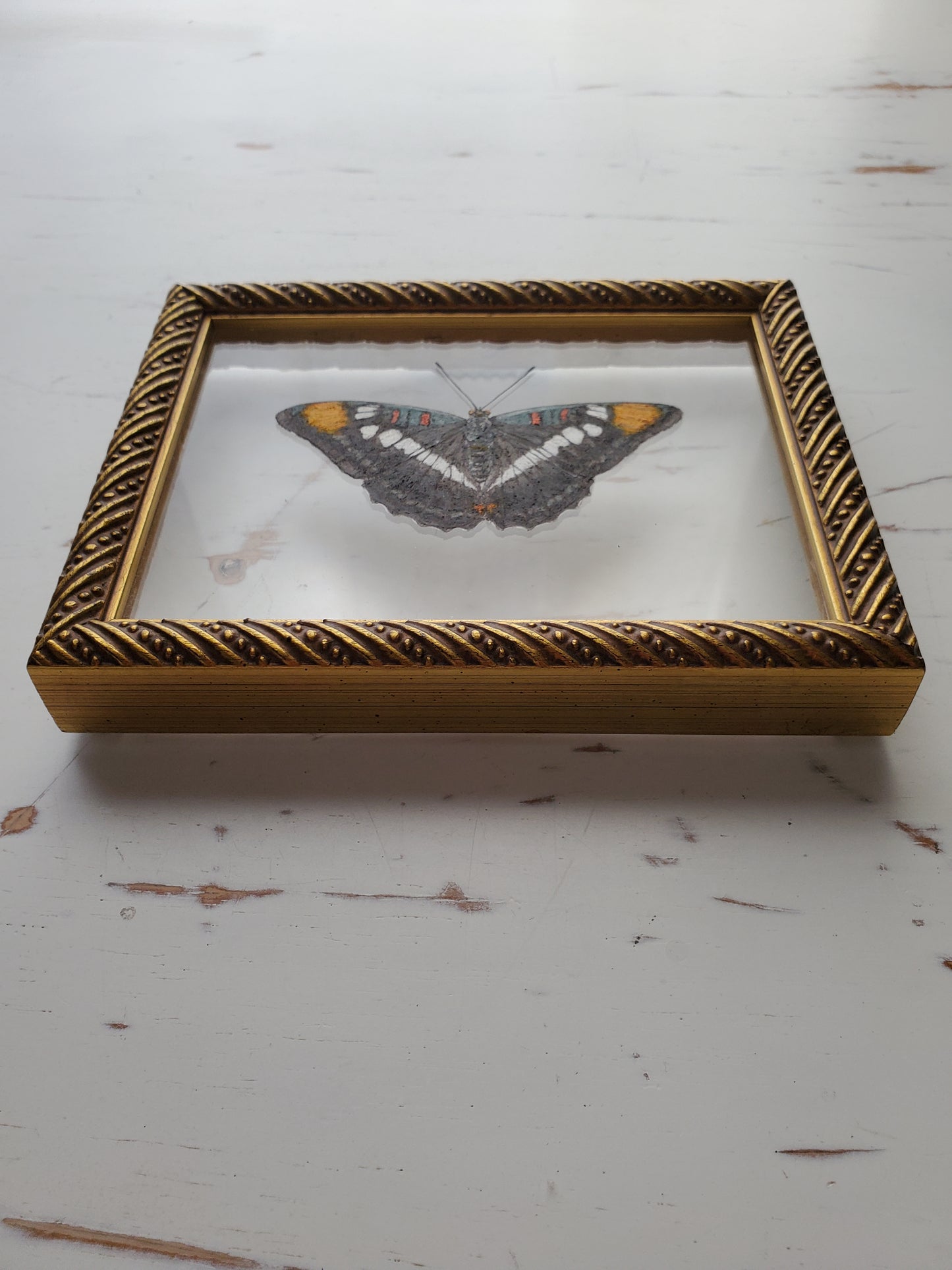 California Sister Butterfly