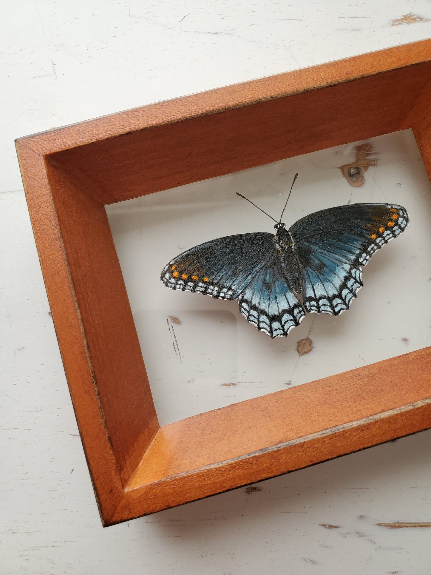 Red-spotted Purple