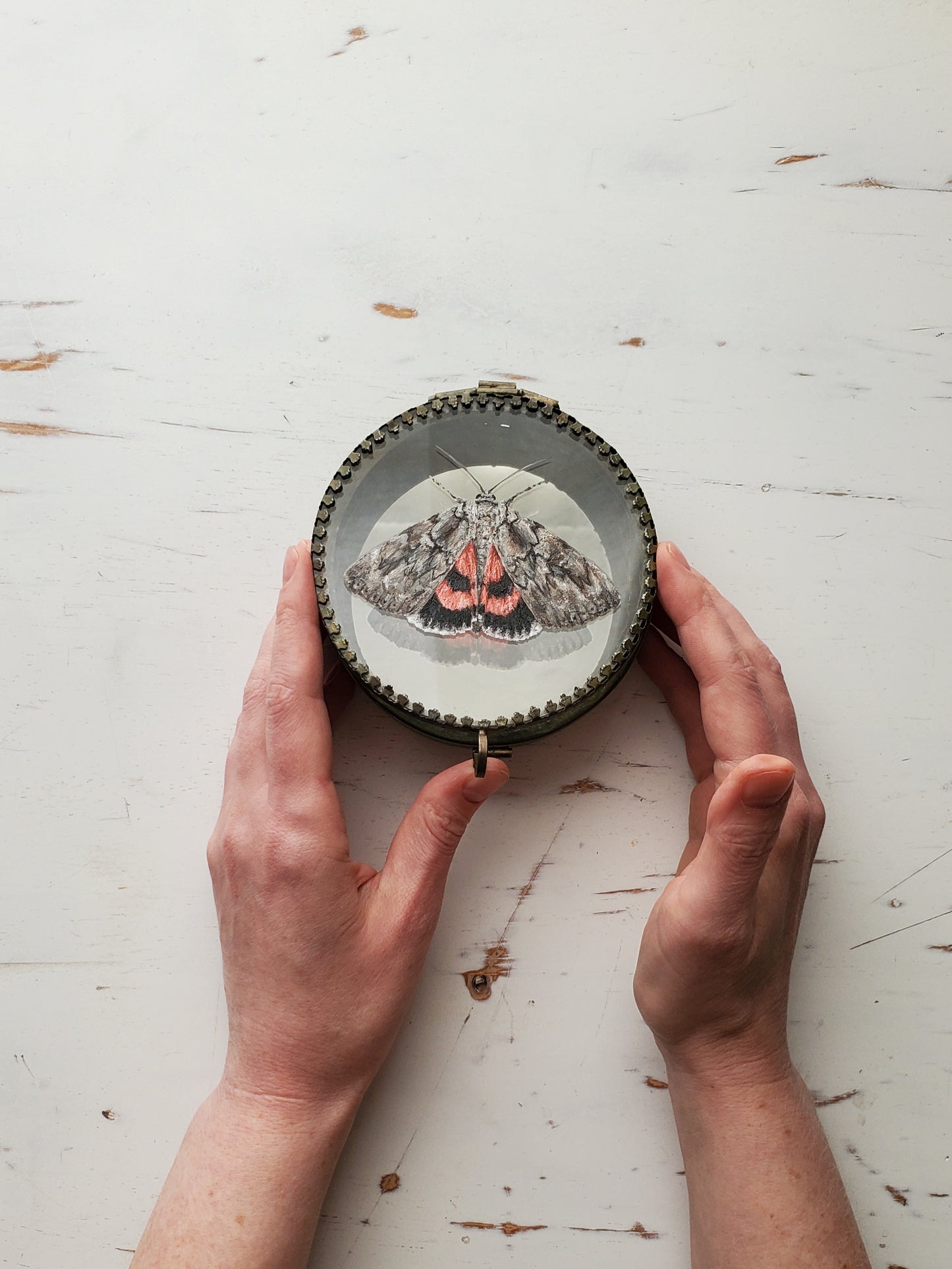 Sweetheart Underwing Moth + Trinket Box