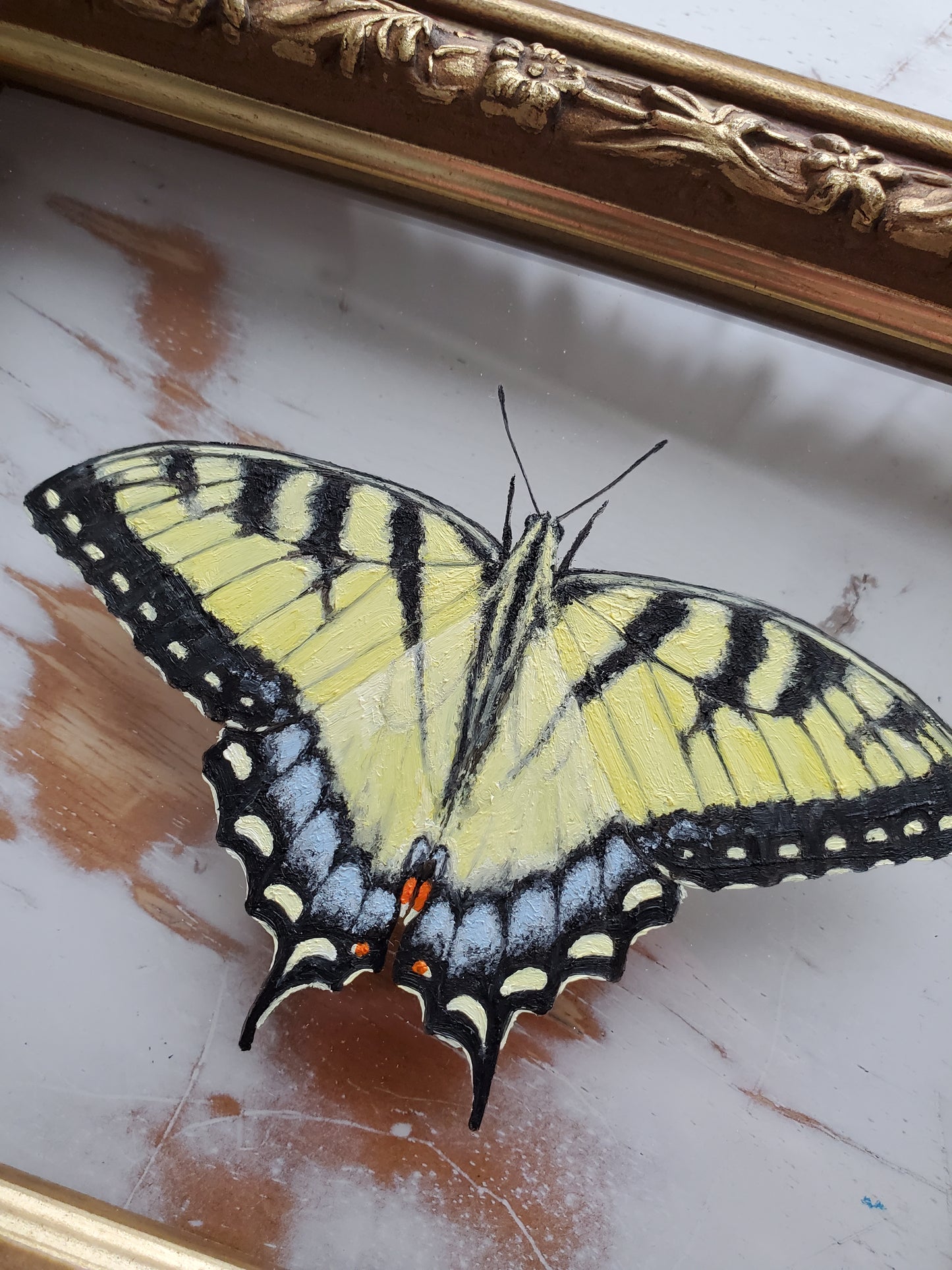 Tiger Swallowtail