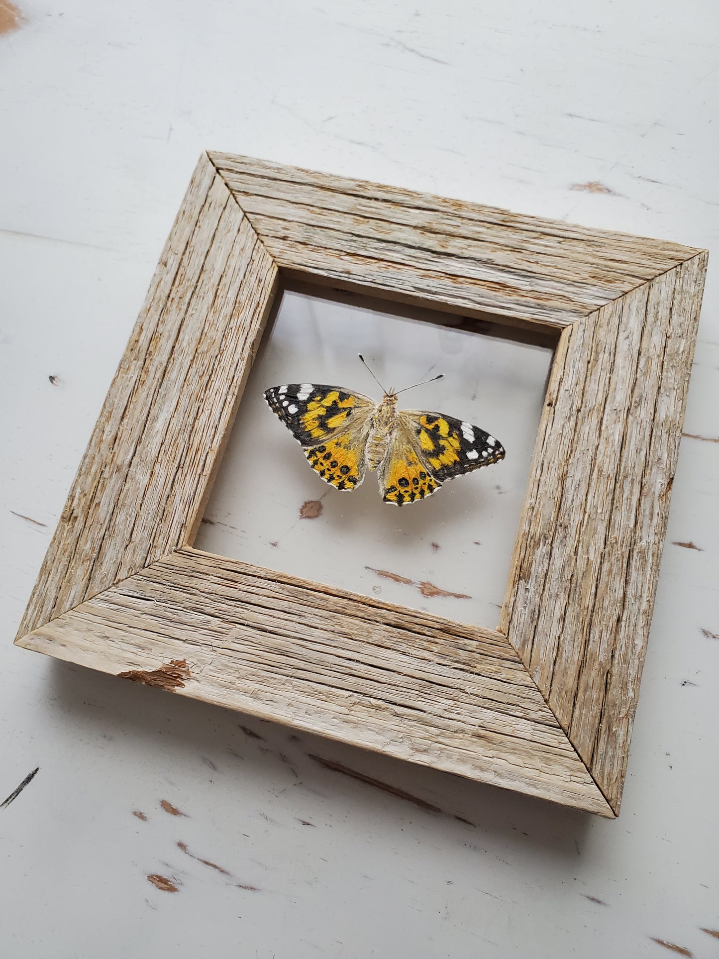 Painted Lady