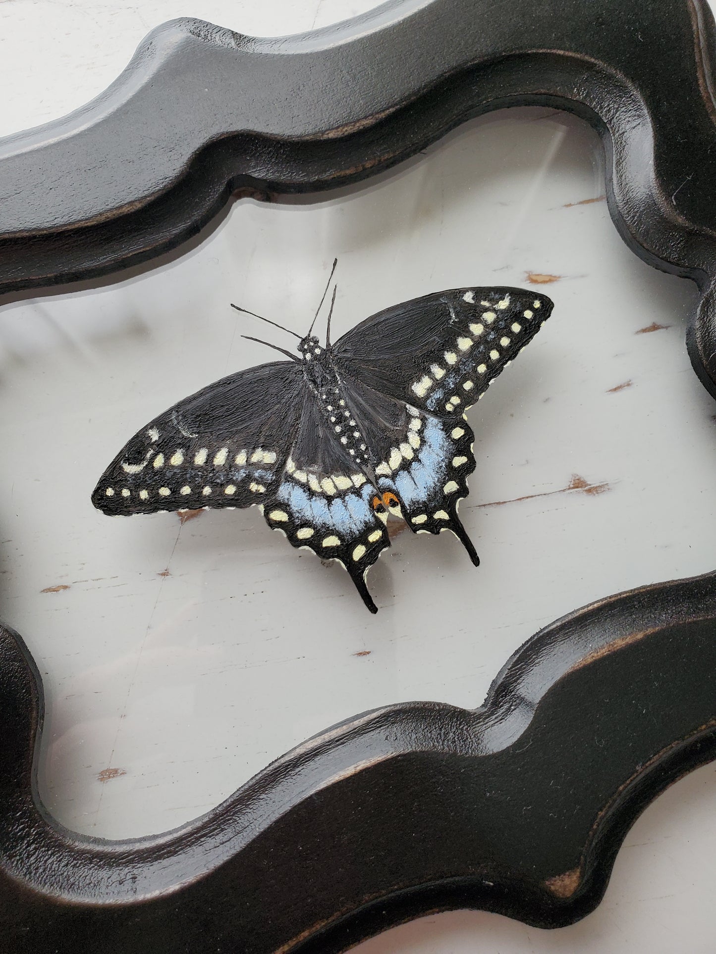Black Swallowtail