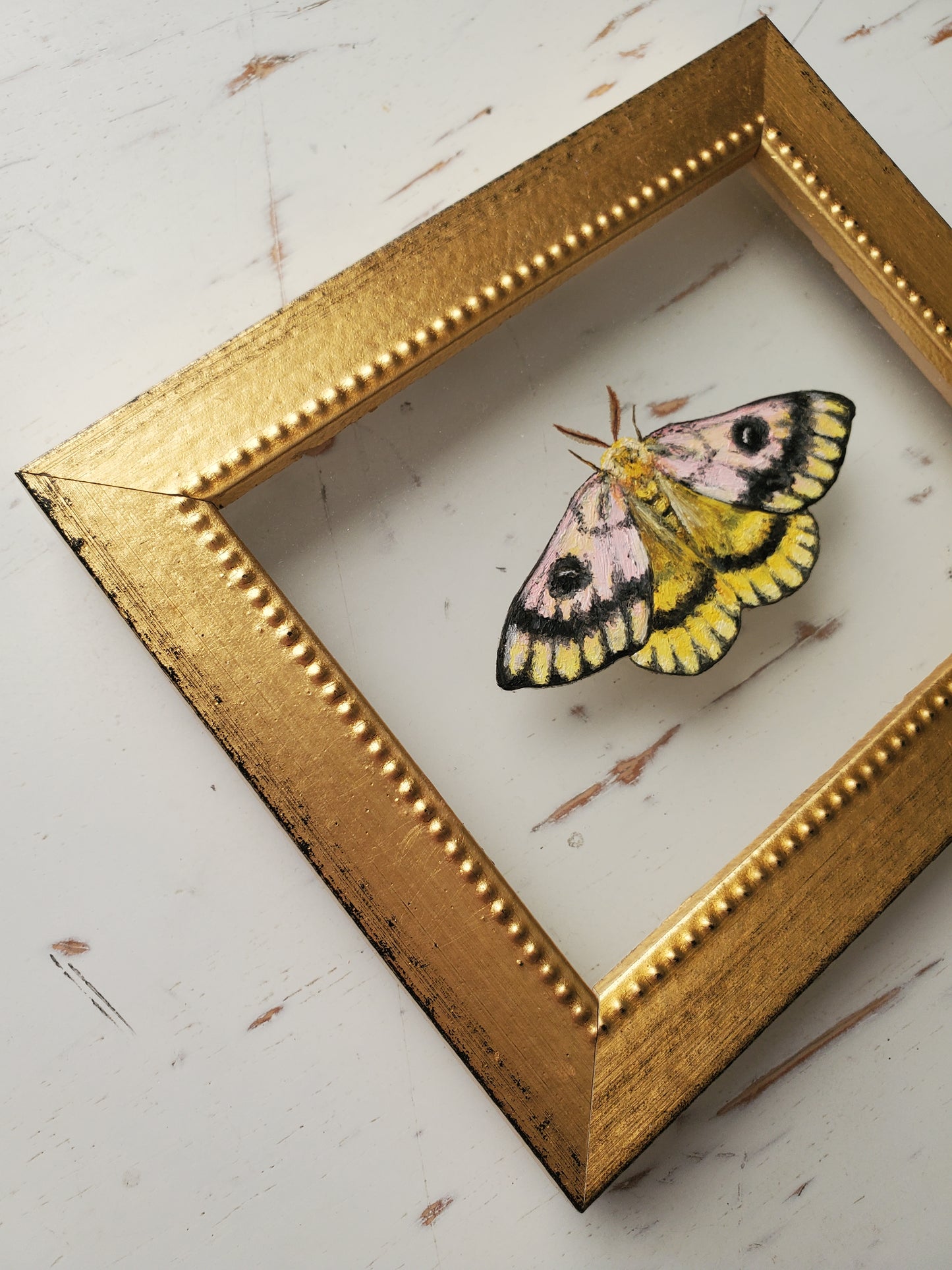 Sheep Moth