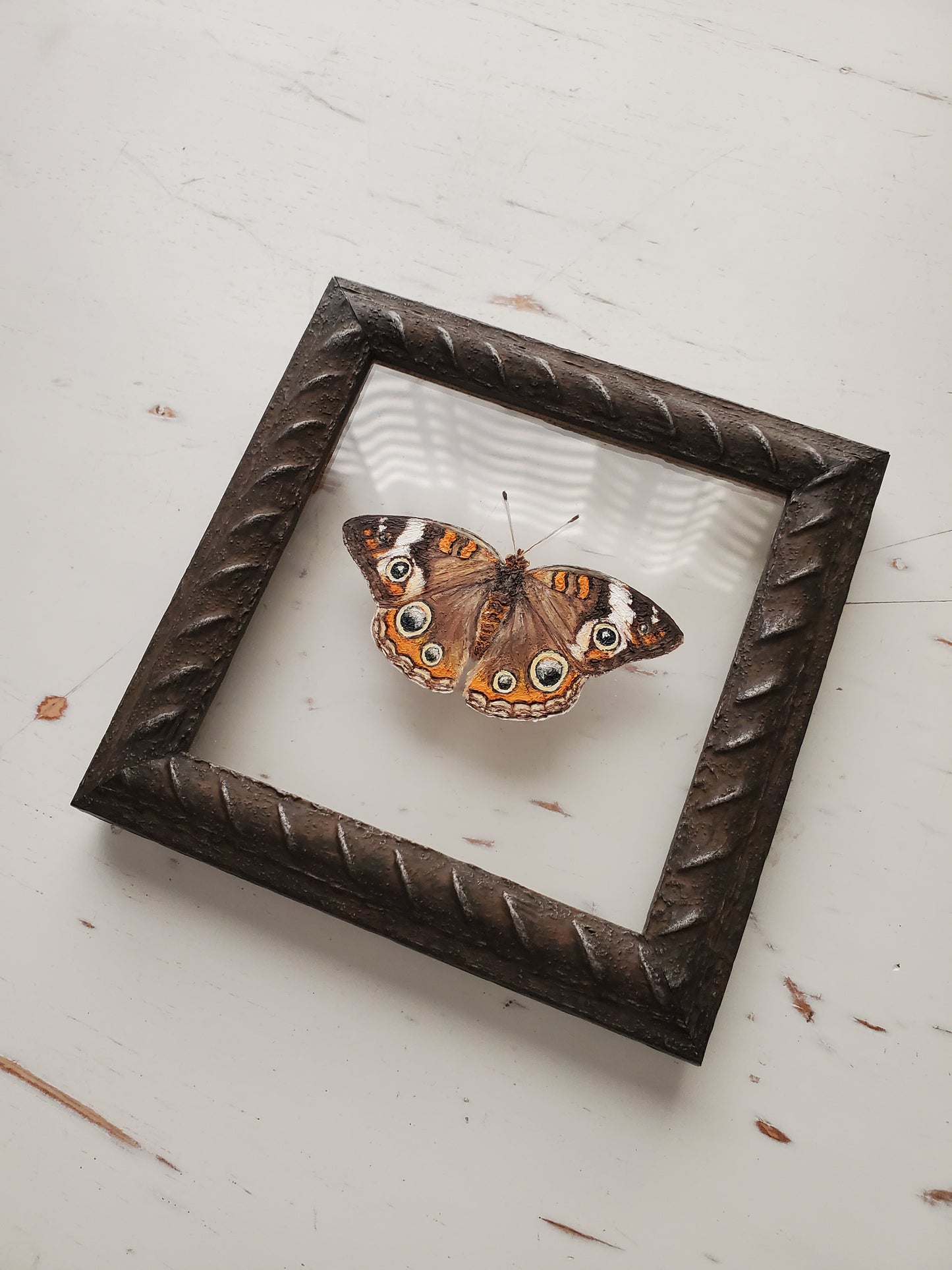 Common Buckeye