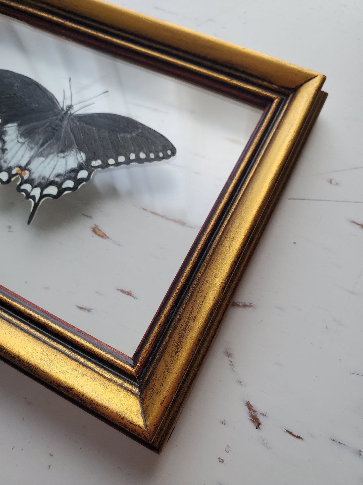Spicebush Swallowtail