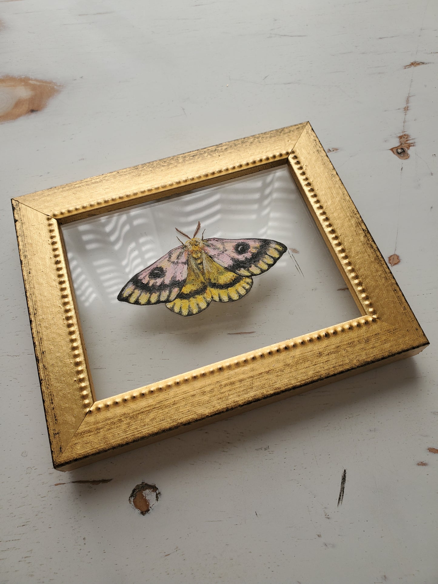 Sheep Moth