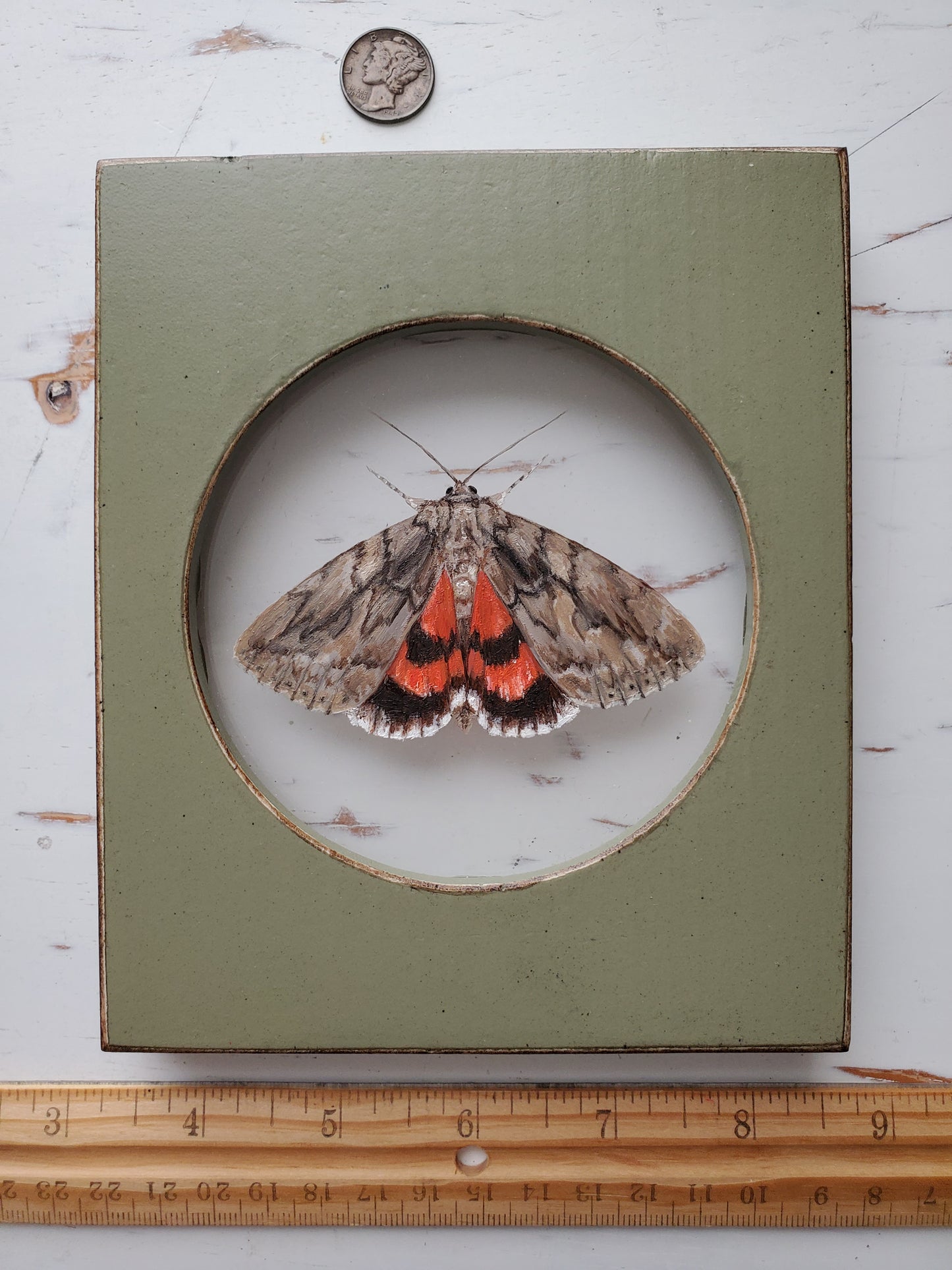 Sweetheart Underwing