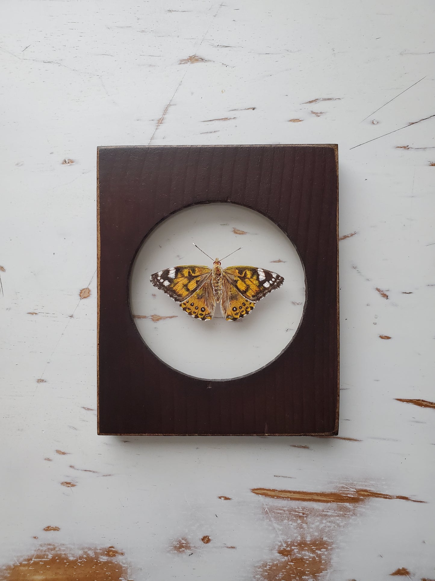 Painted Lady