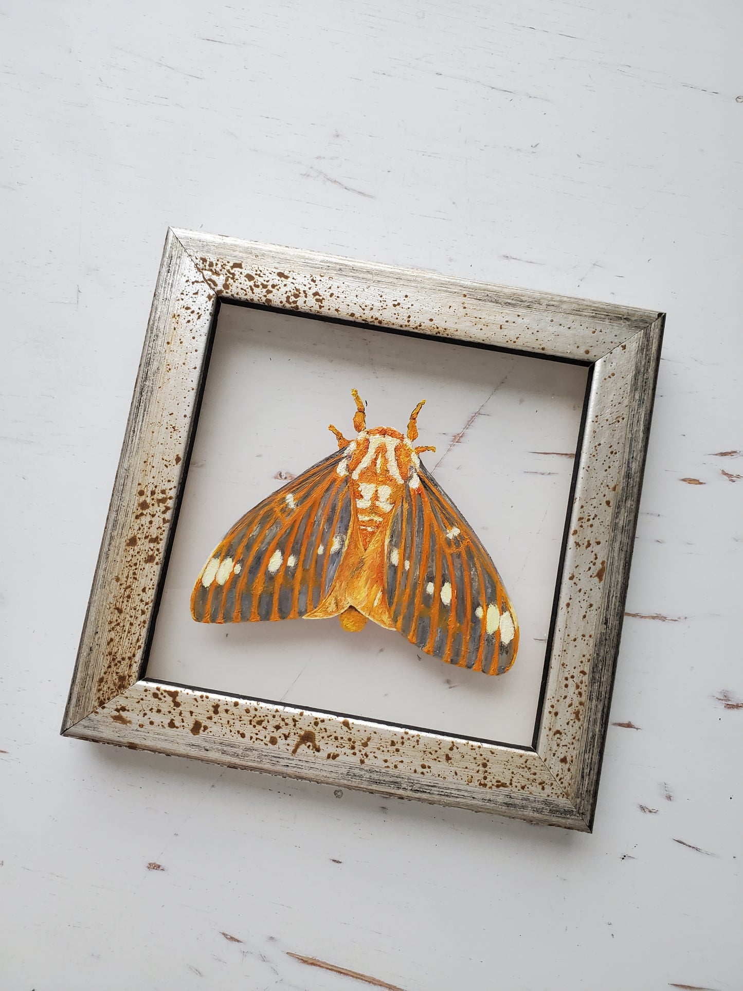 Regal Moth
