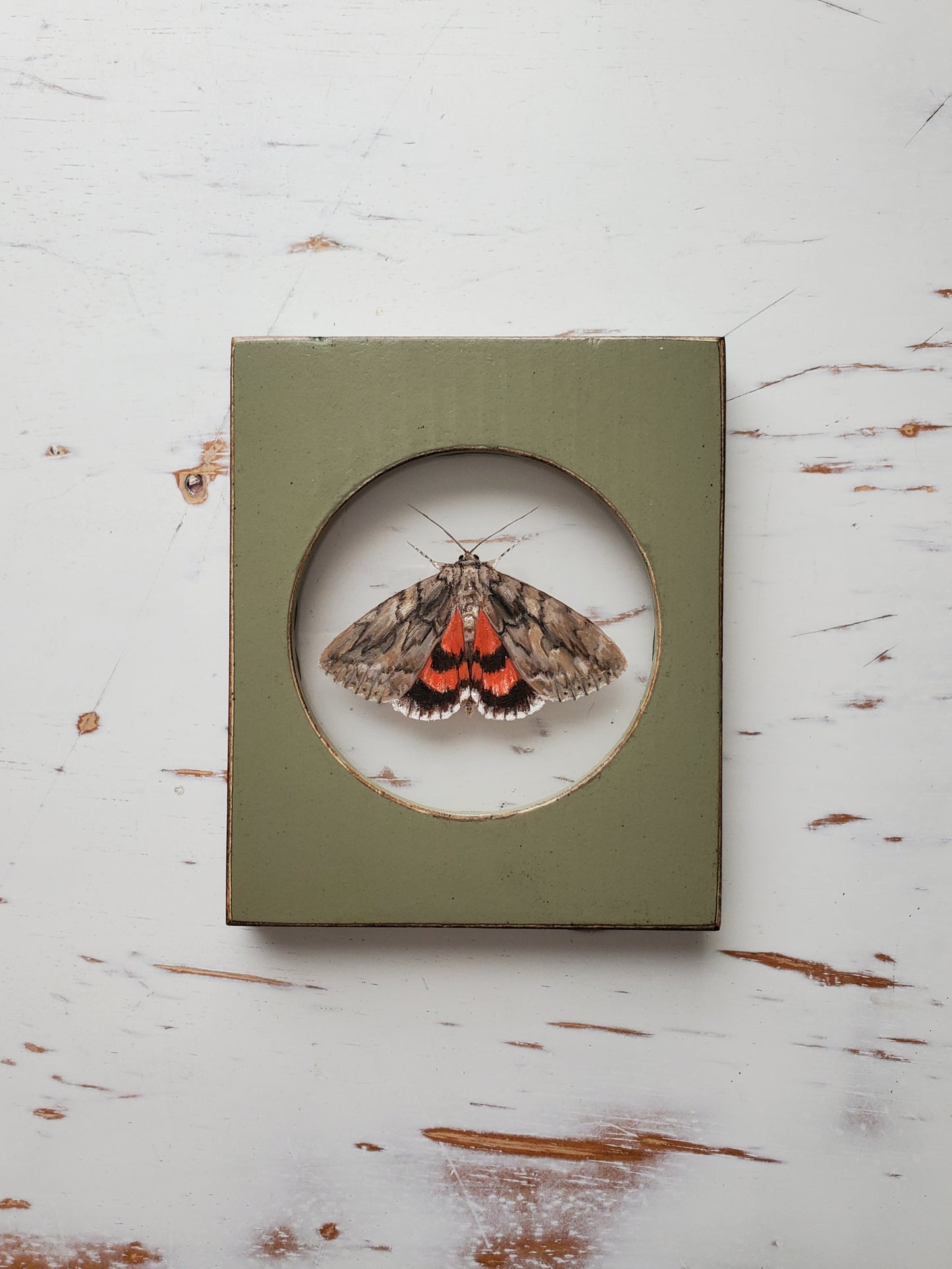 Sweetheart Underwing