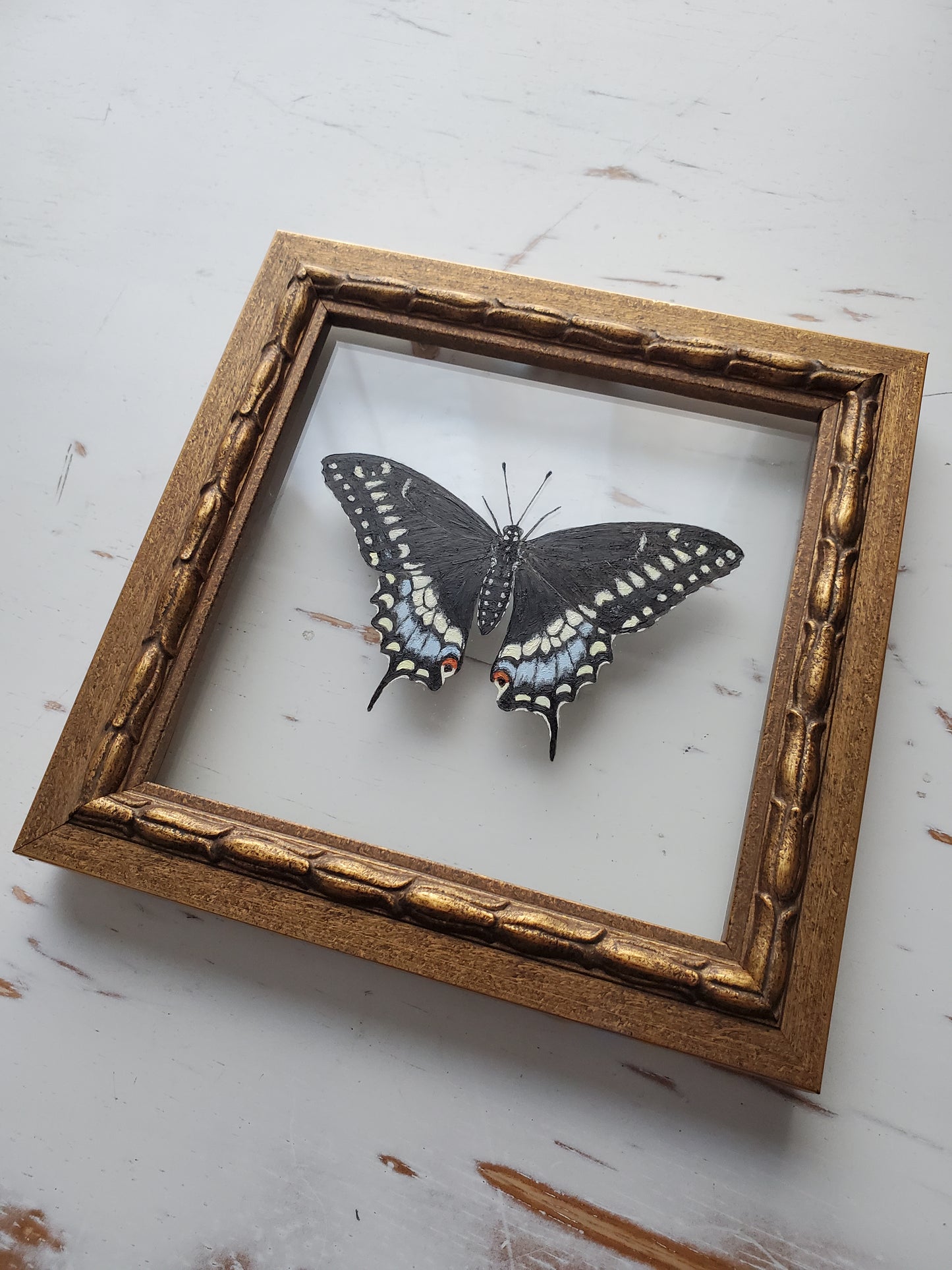 Black Swallowtail