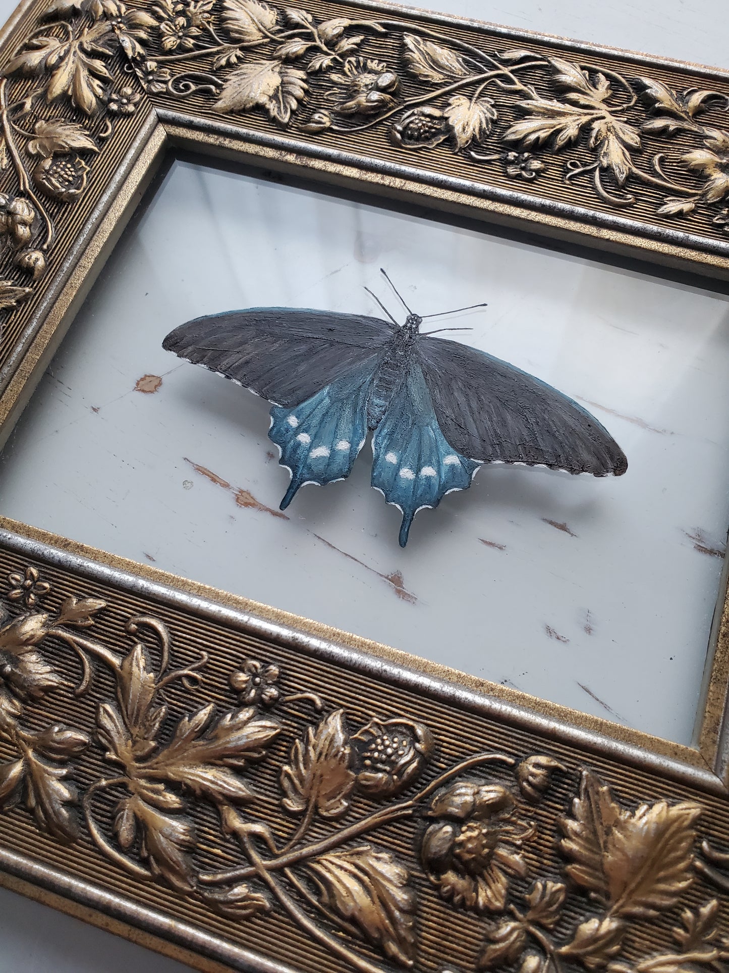 Pipevine Swallowtail