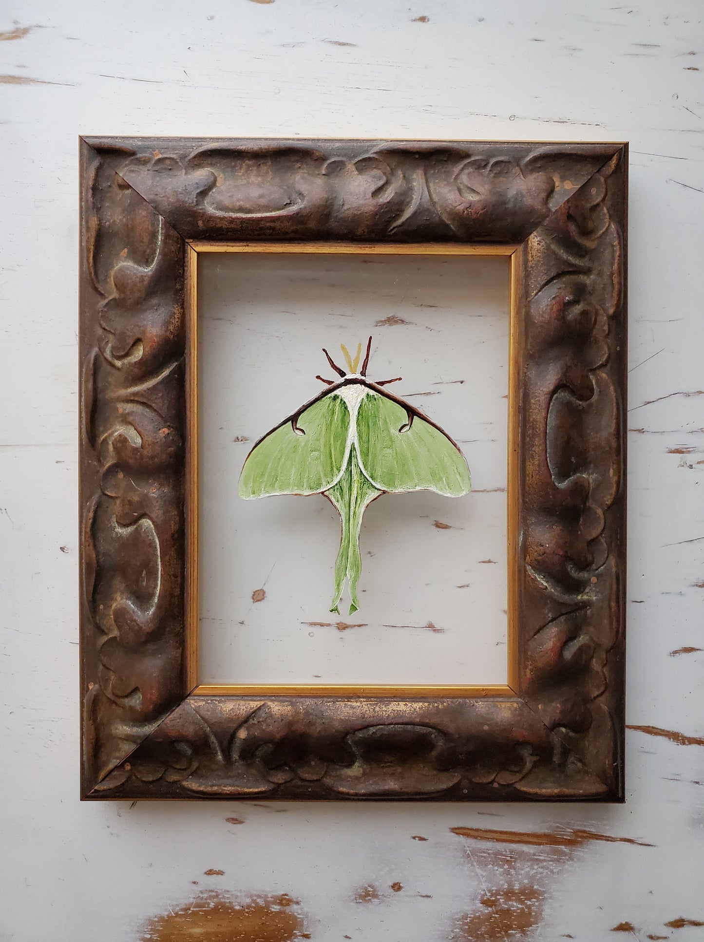 Luna Moth
