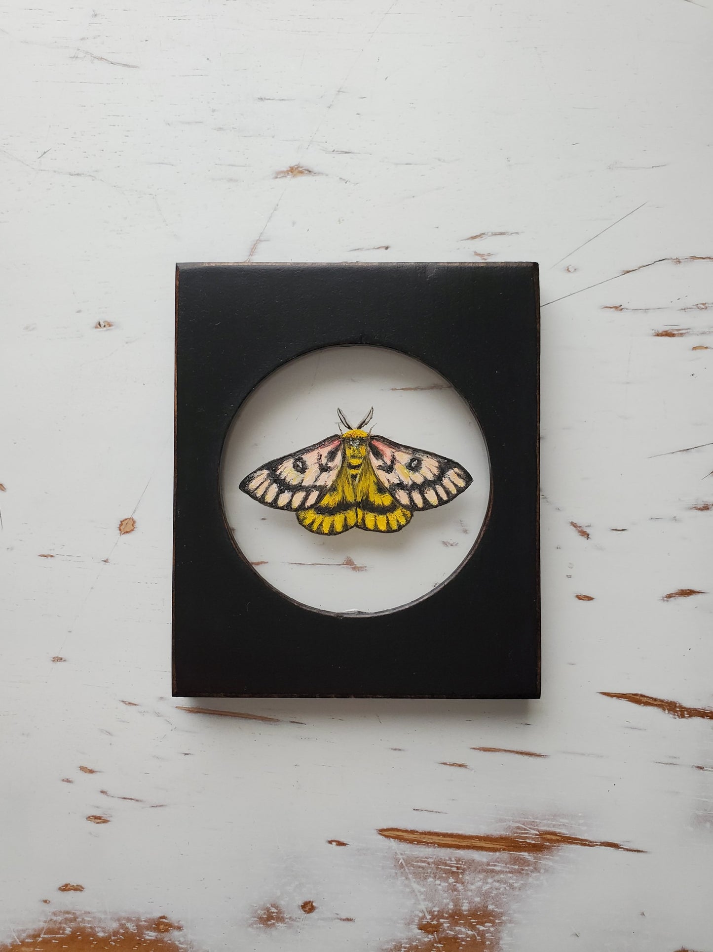 Sheep Moth