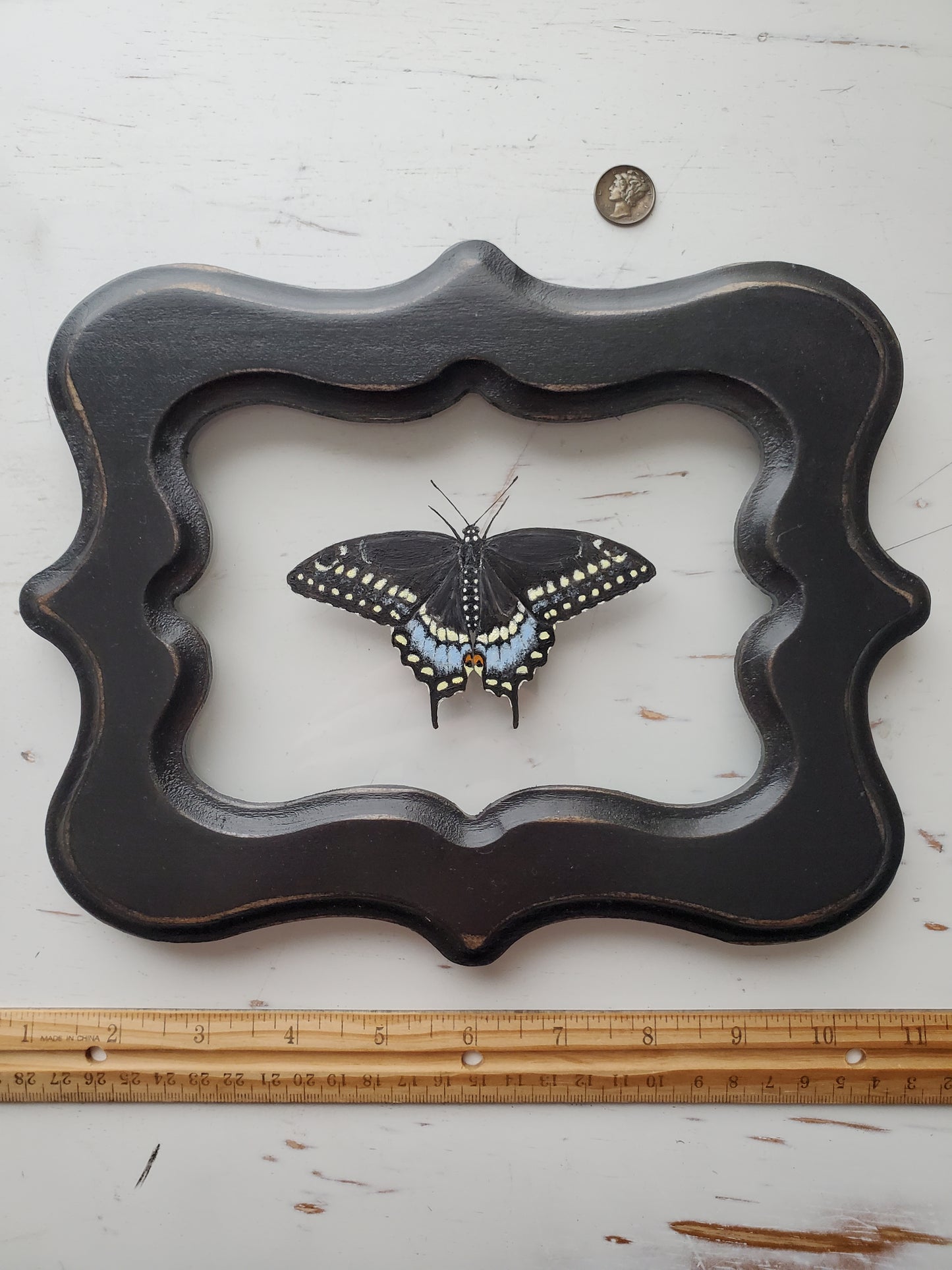 Black Swallowtail