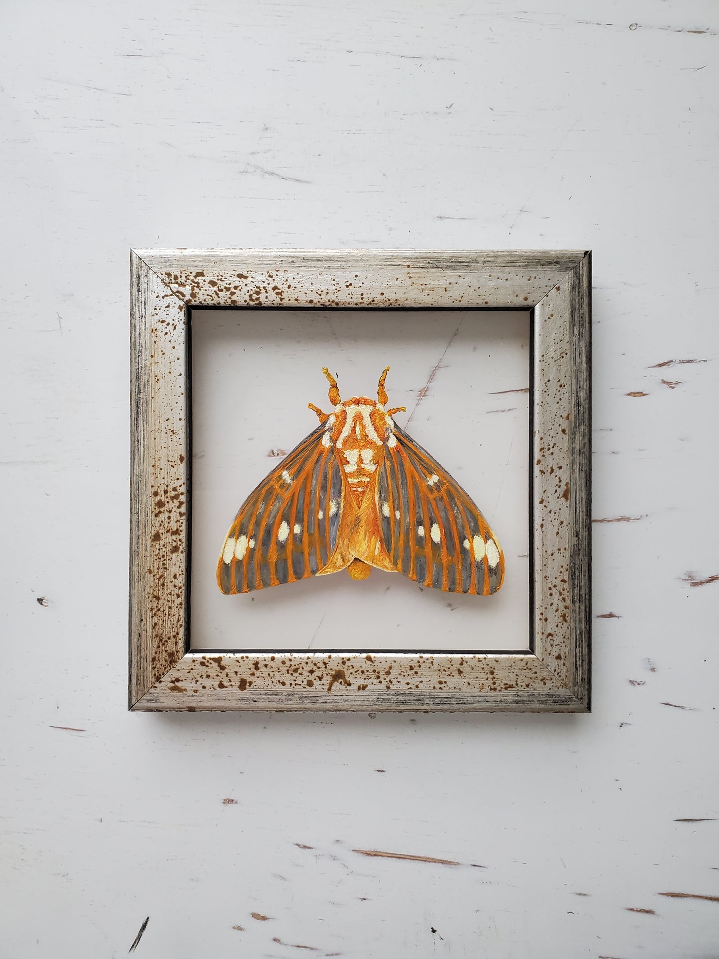 Regal Moth