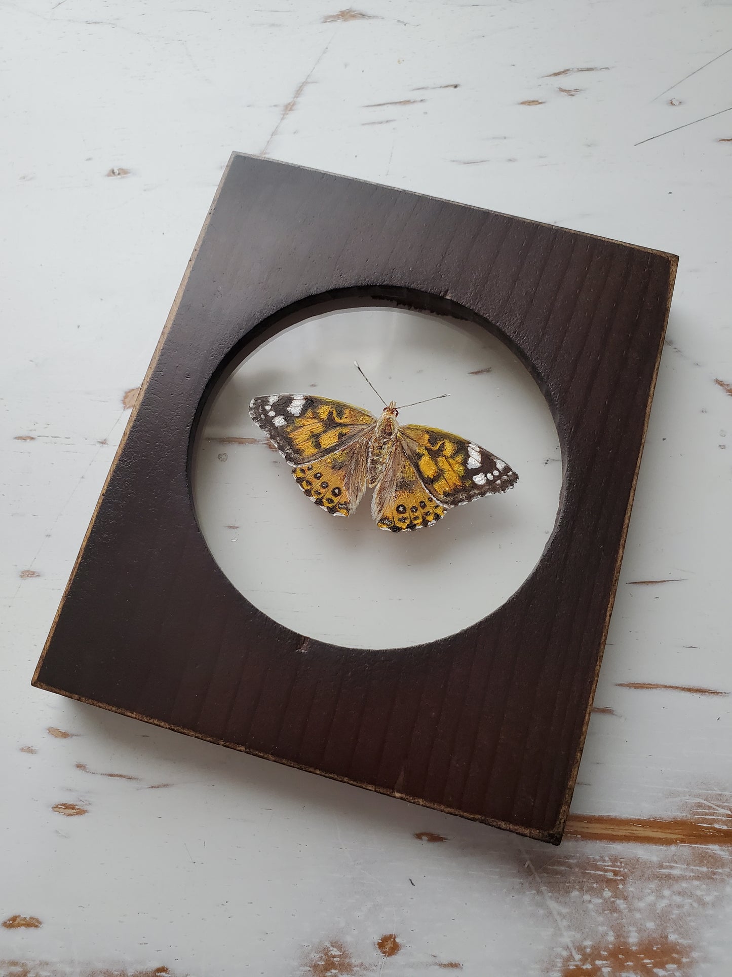 Painted Lady