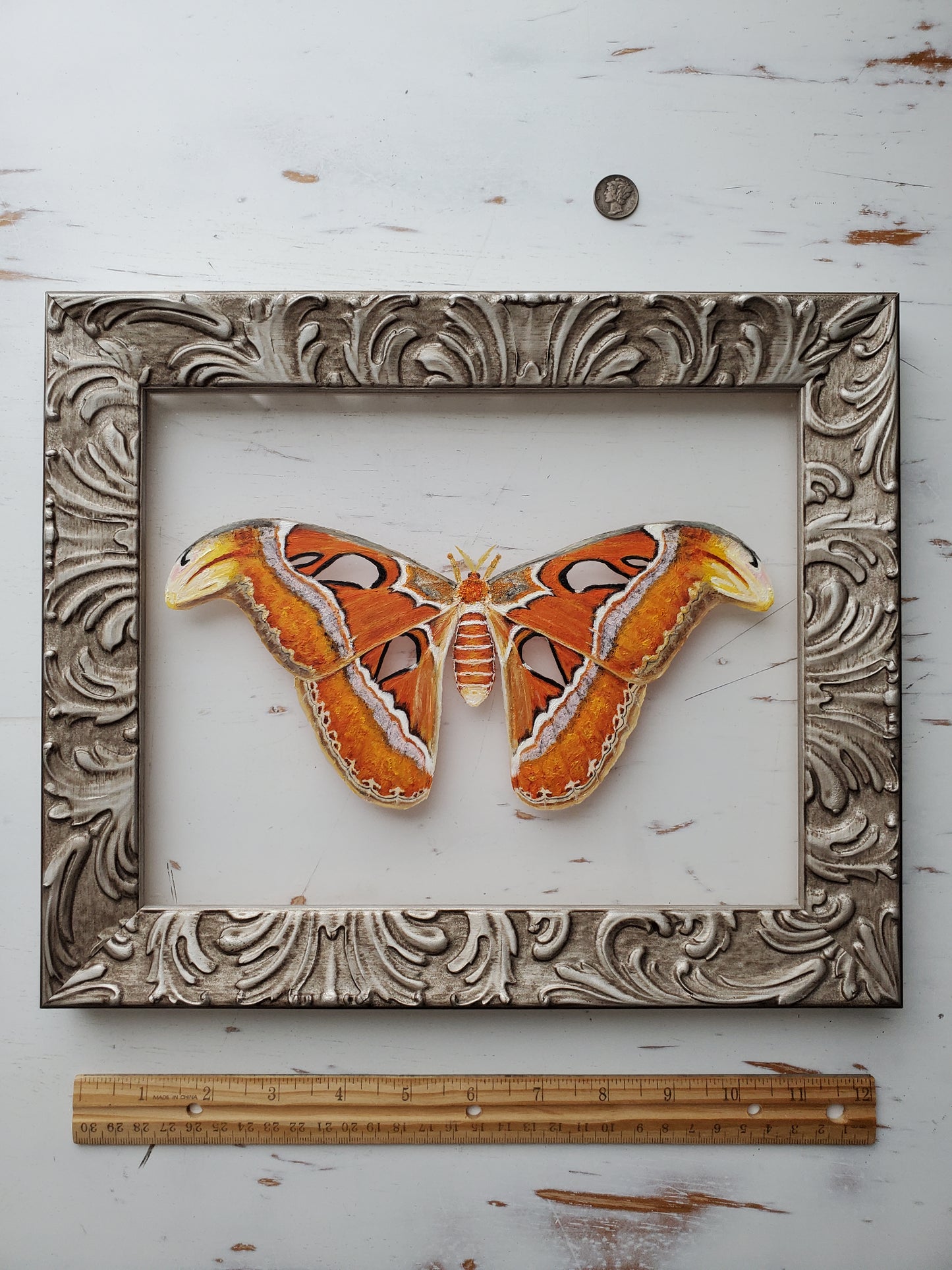 Atlas Moth