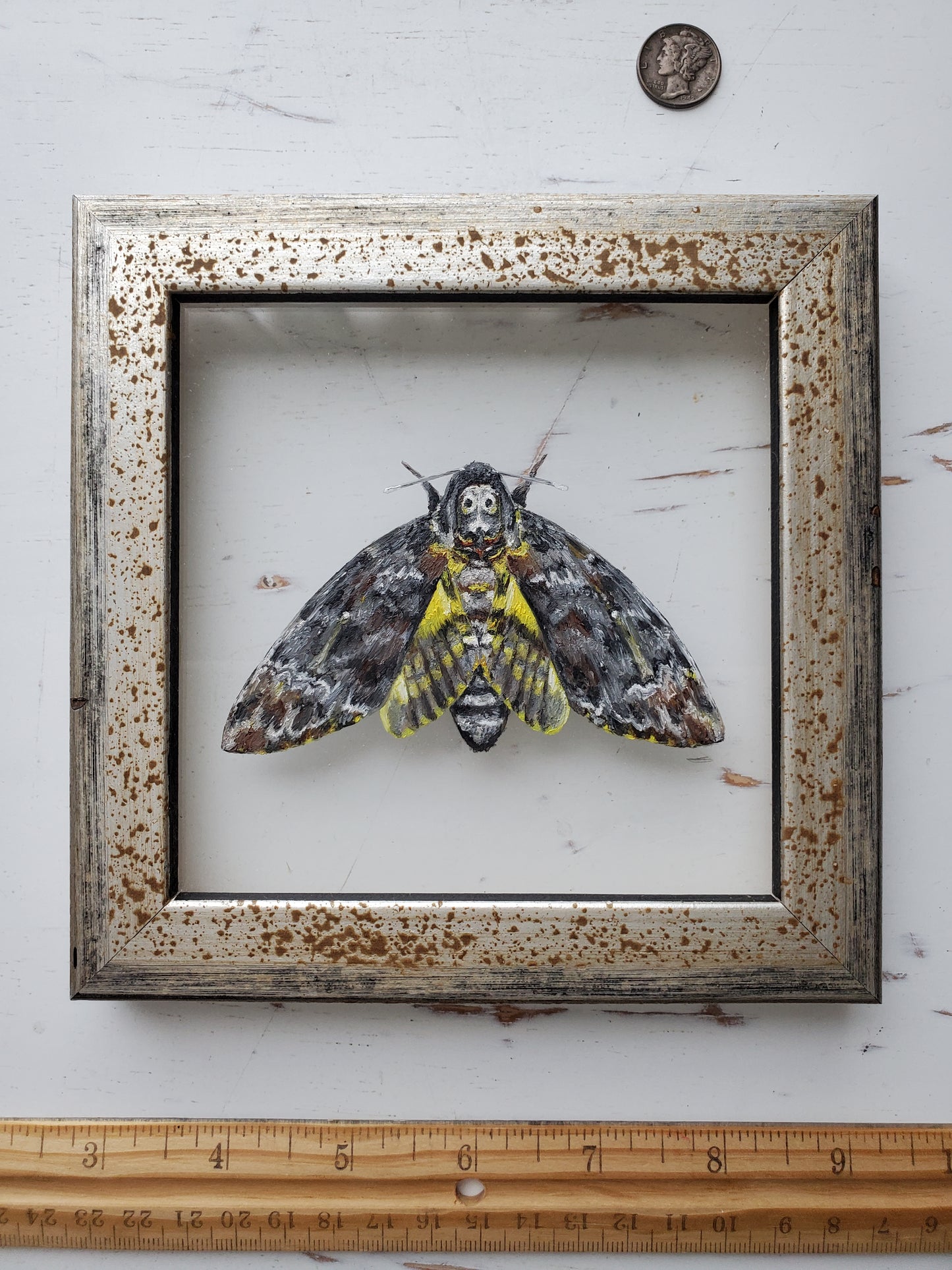 Death's-head Hawkmoth