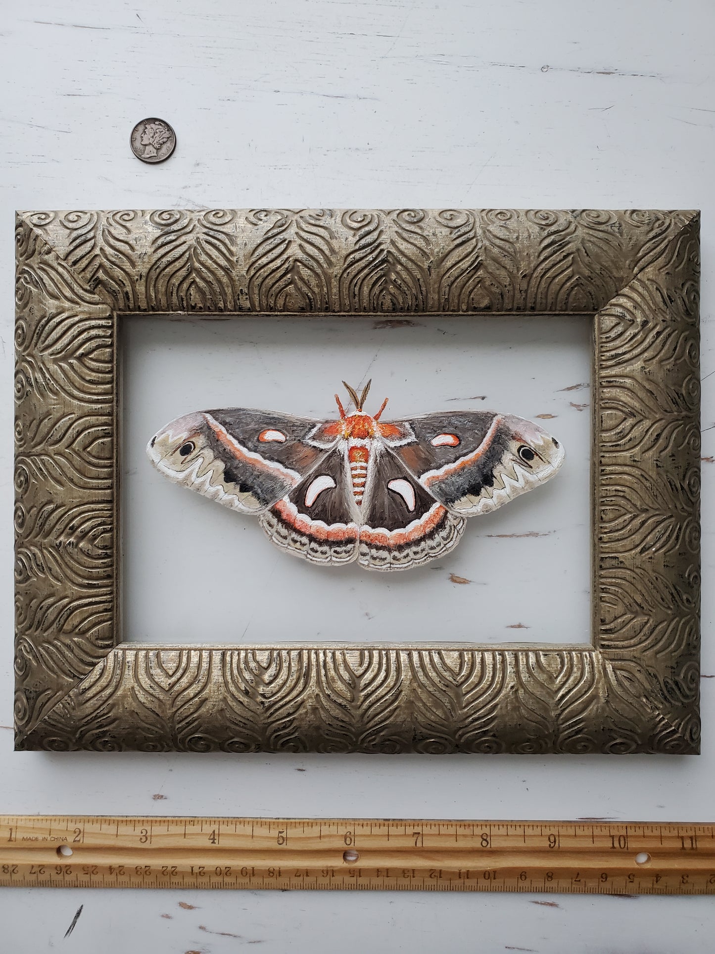 Cecropia Moth