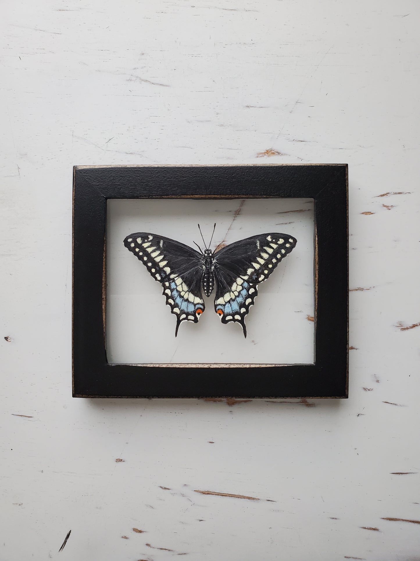 Black Swallowtail