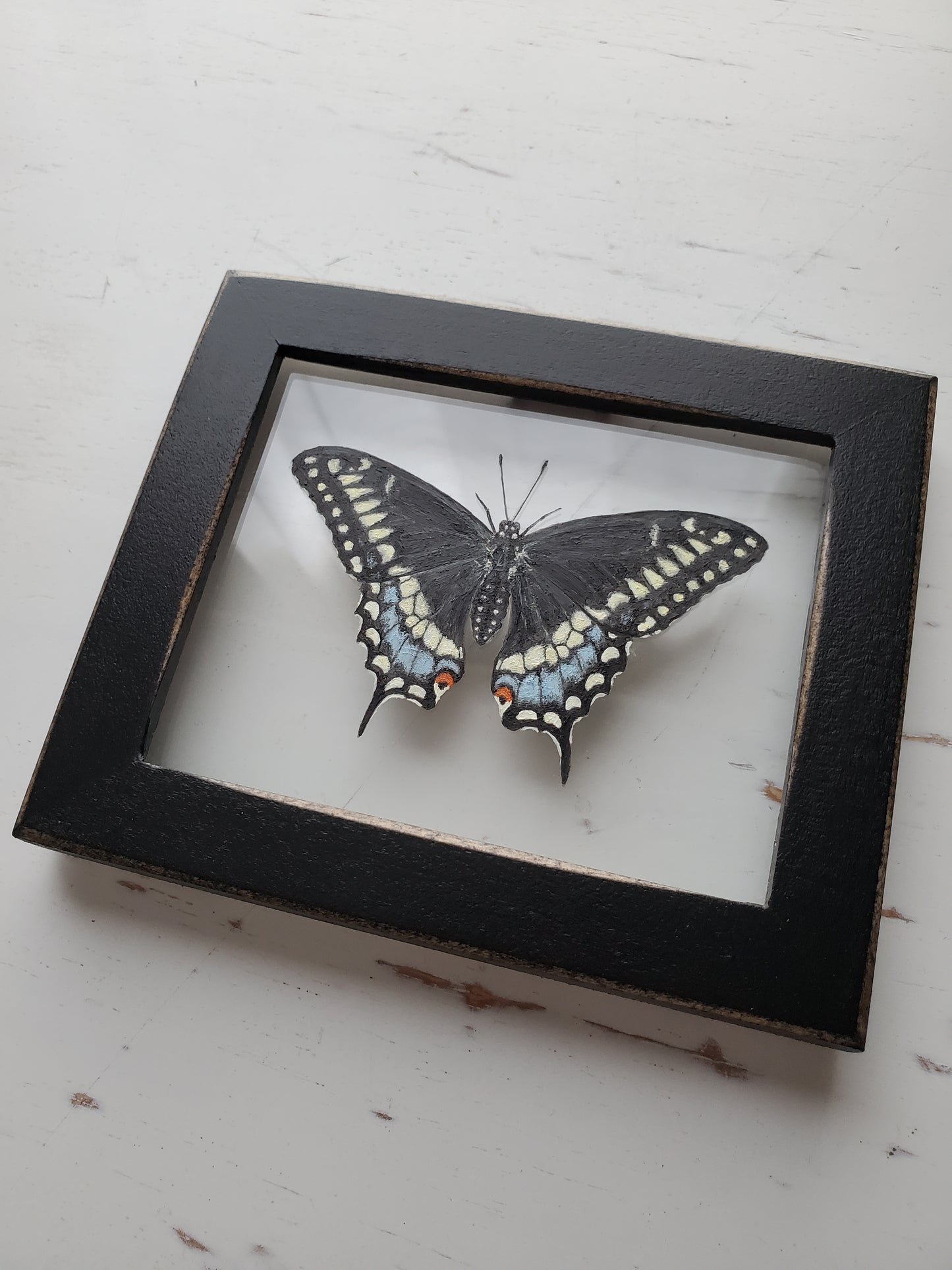 Black Swallowtail