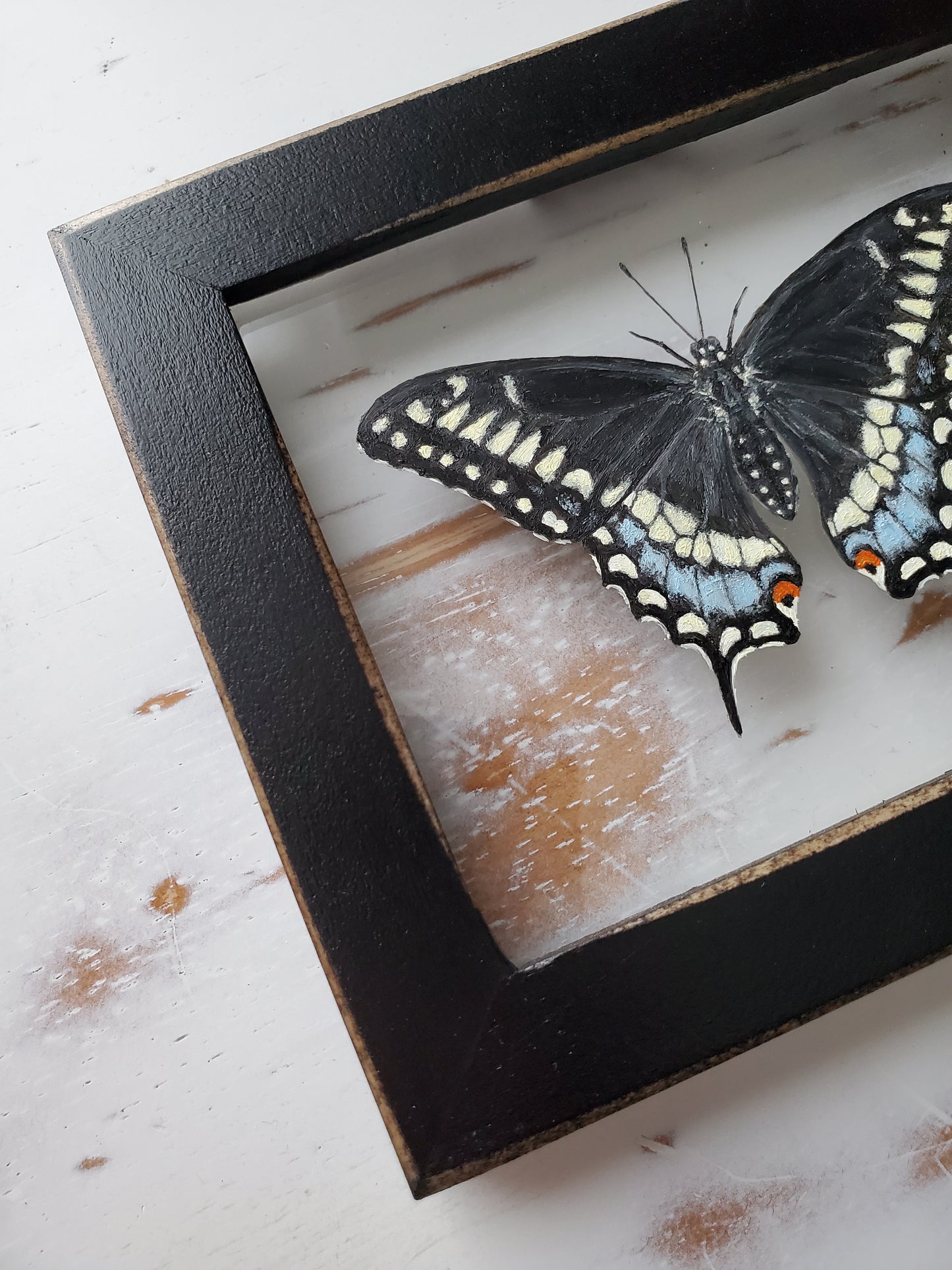 Black Swallowtail