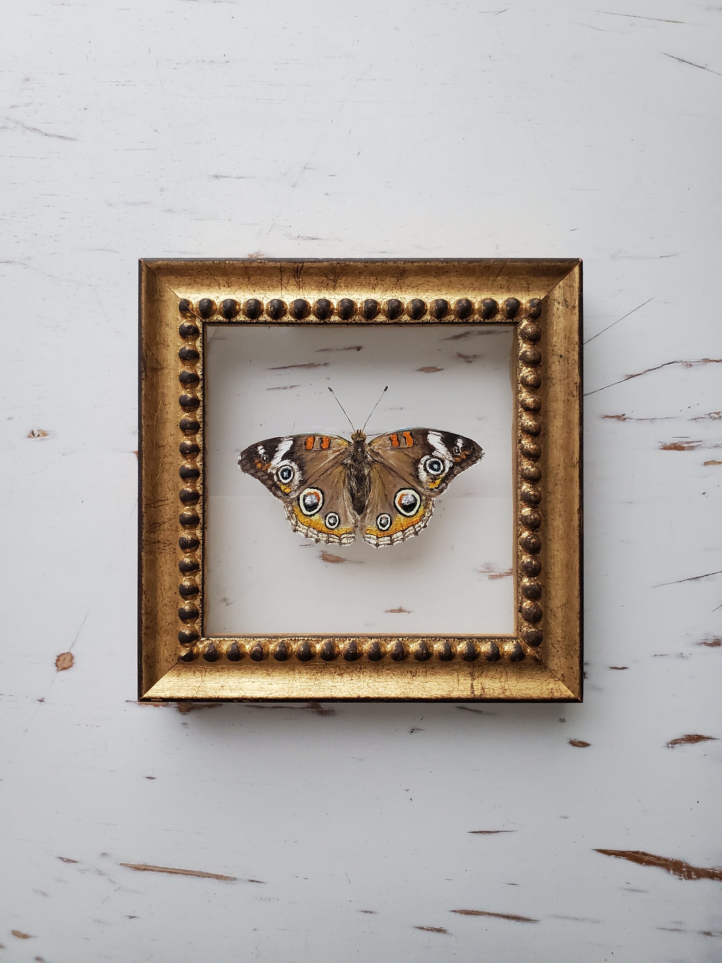 Common Buckeye