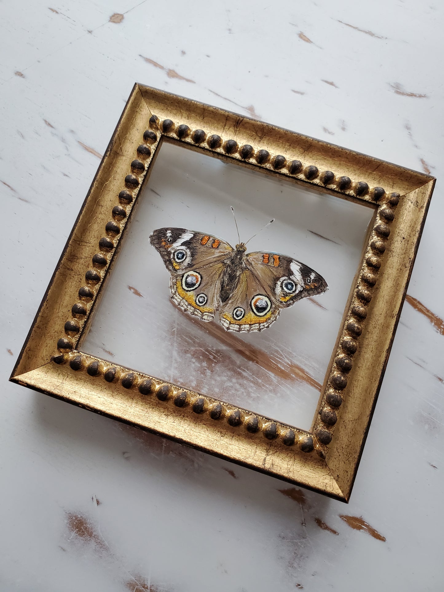Common Buckeye