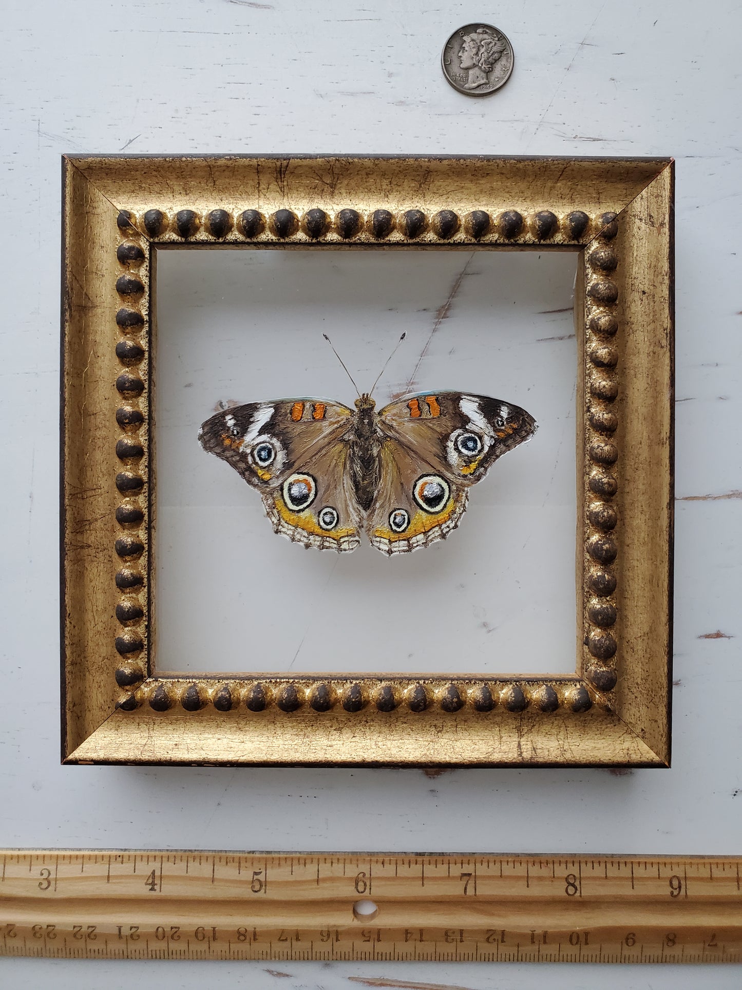Common Buckeye