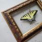 Tiger Swallowtail